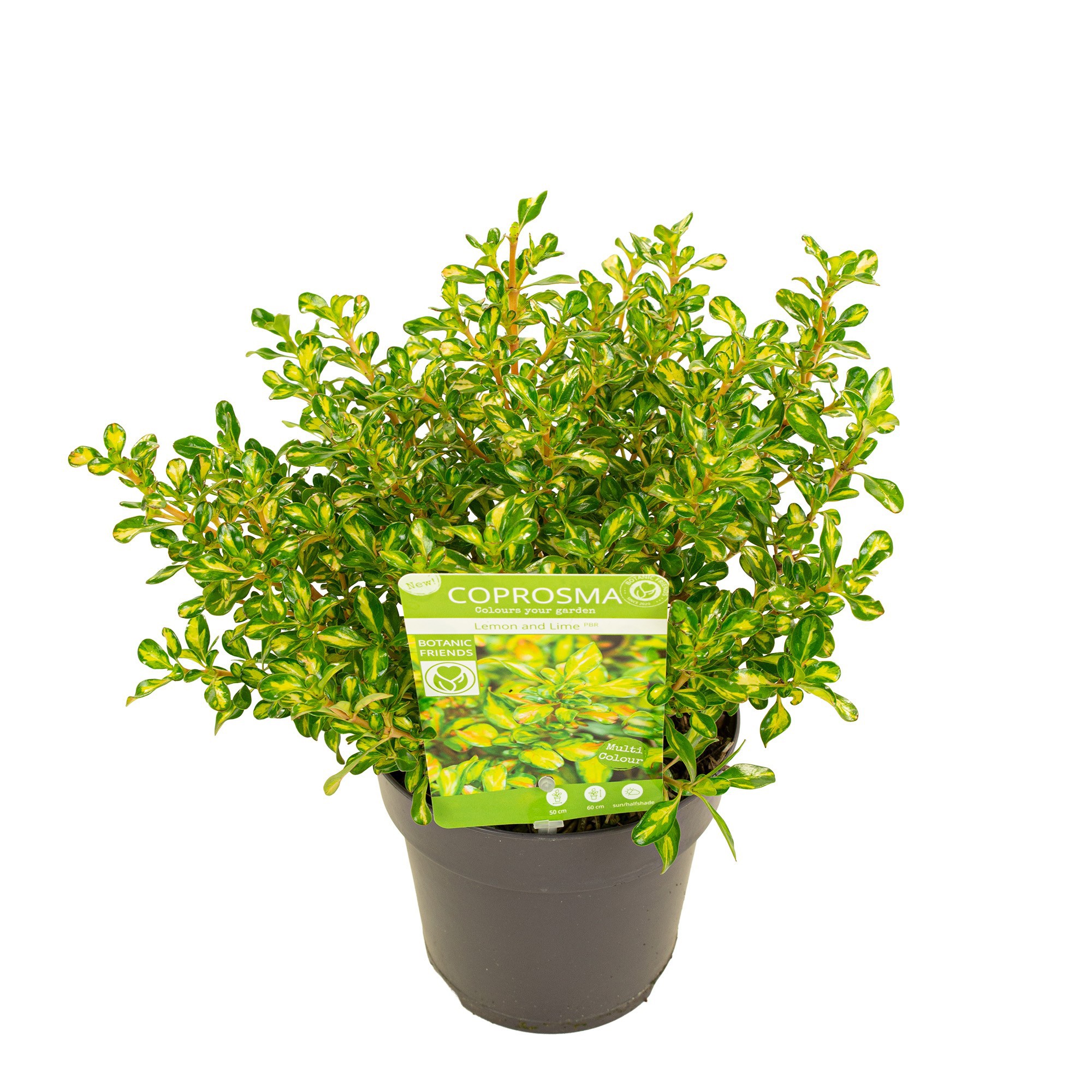 Coprosma 'Lemon and Lime'
