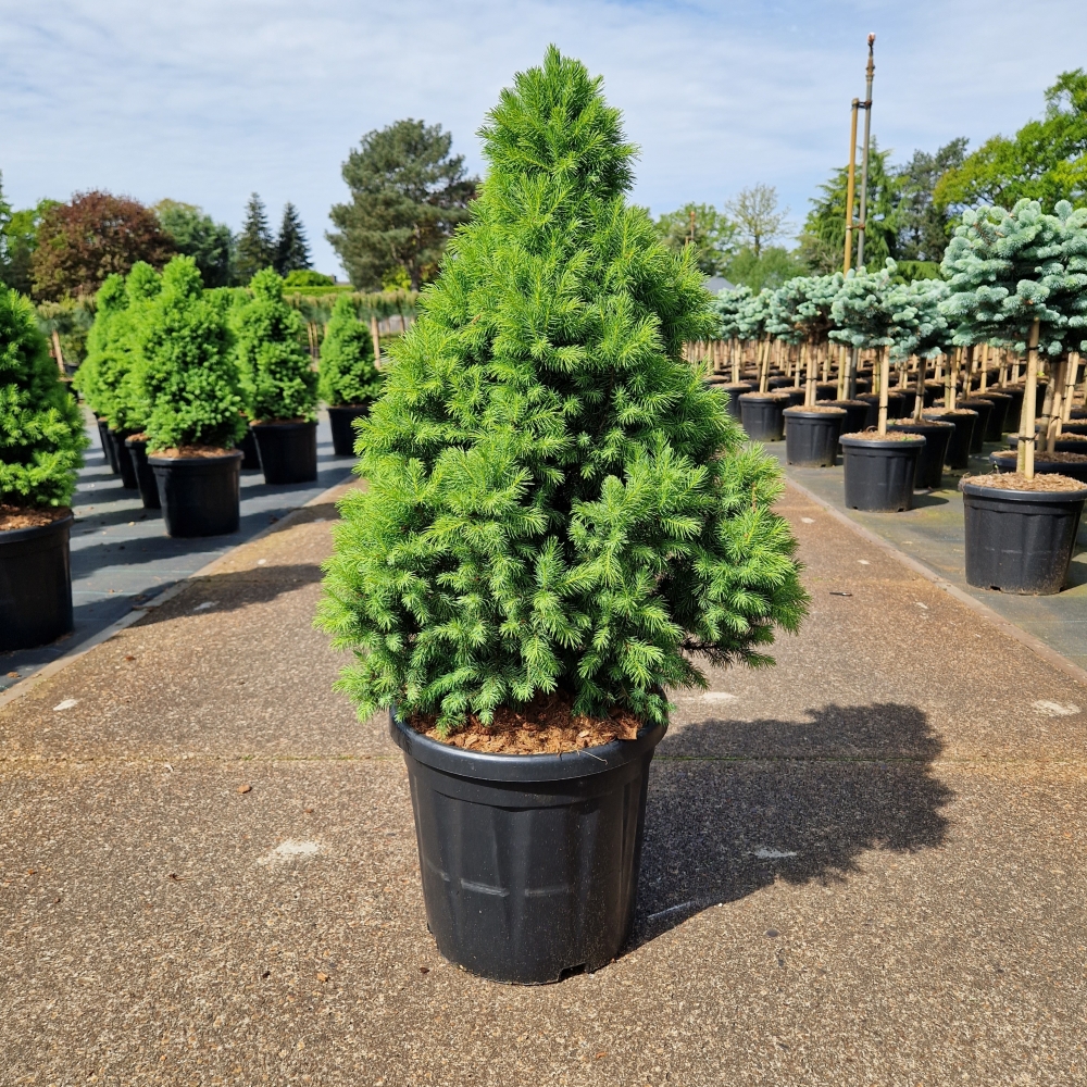 Picture of Picea glauca Sanders Blue C18 70/+