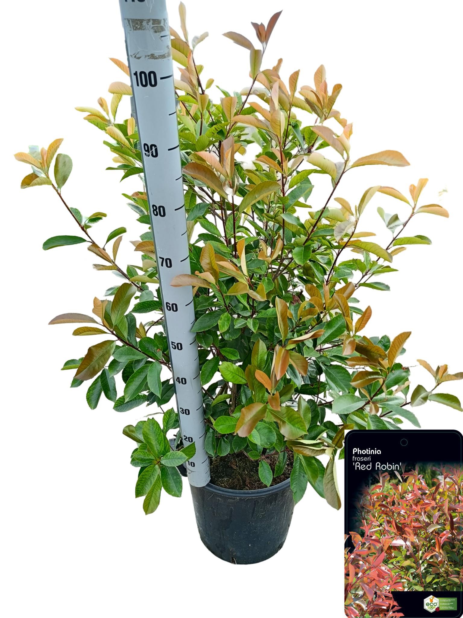 Picture of Photinia fraseri 'Red Robin' C30