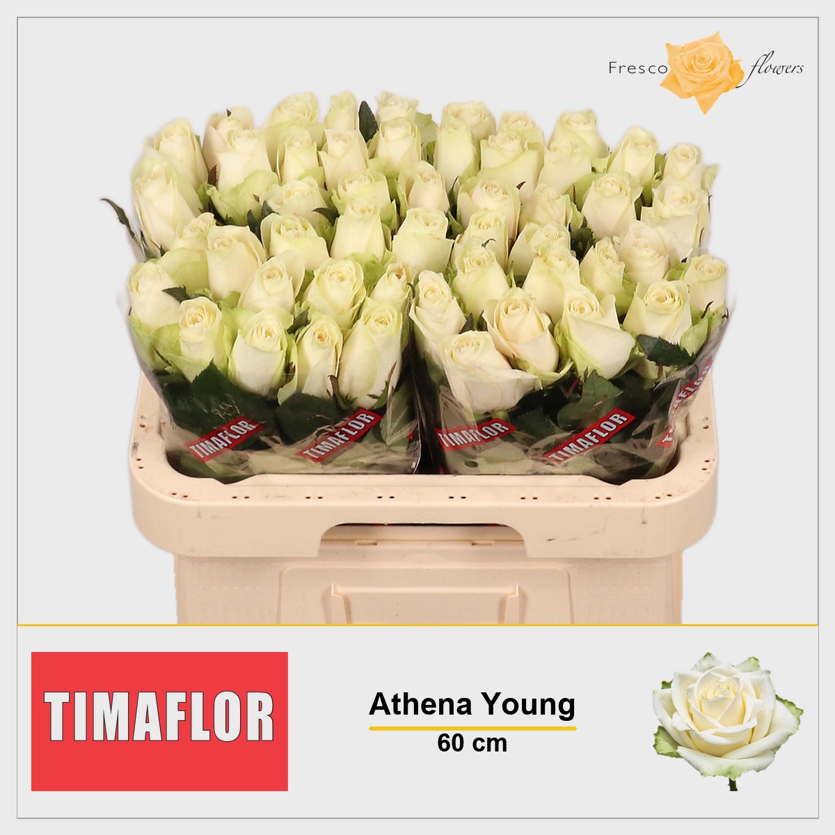 Rosa Athena 60cm