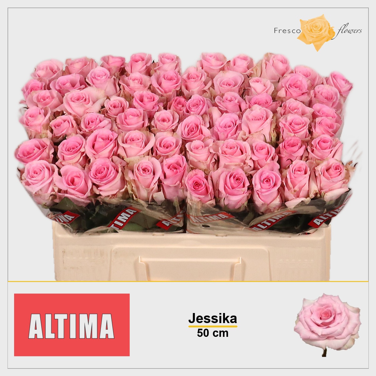 Rosa Jessika 50cm