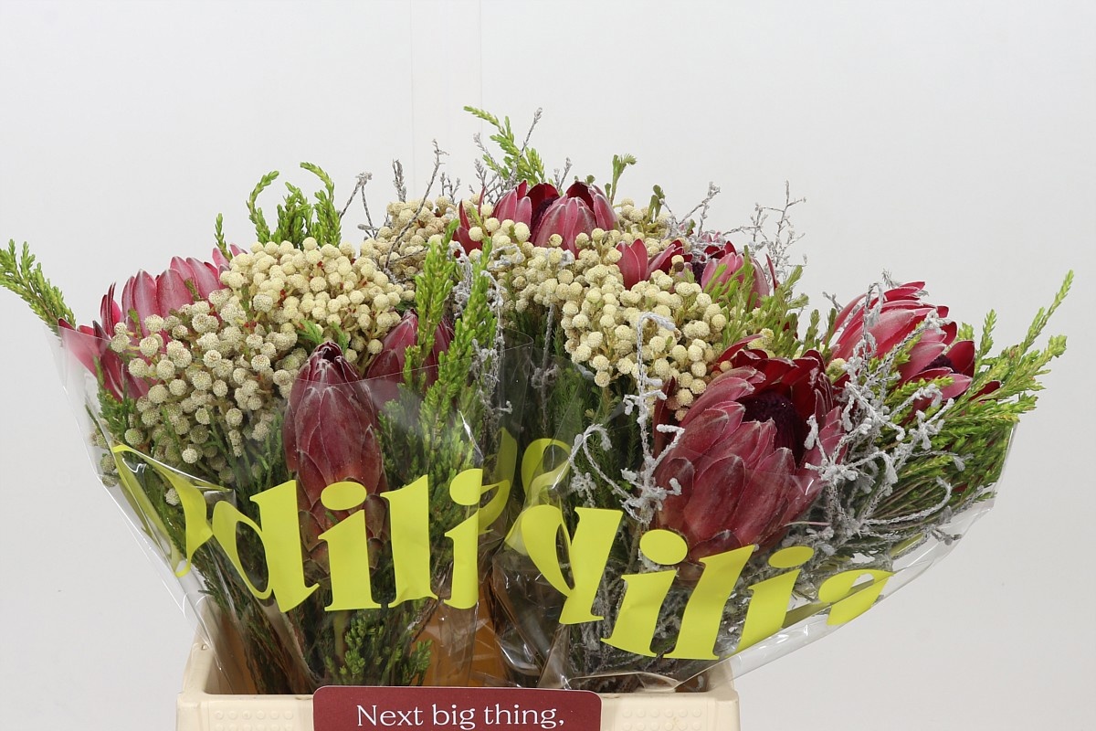 Protea Bouquet Per Bunch 40cm