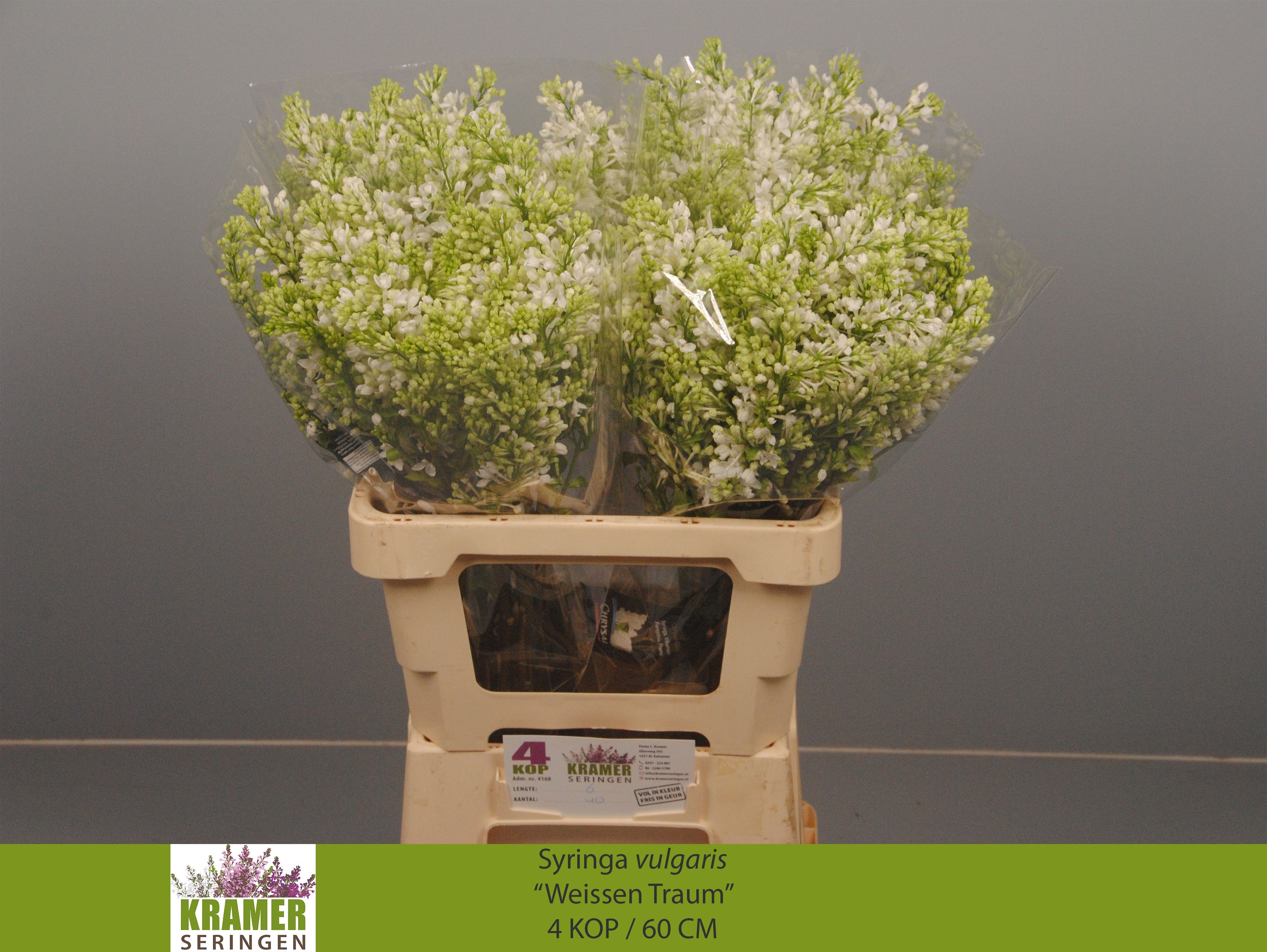 Syringa Engler Weiss 60cm 4