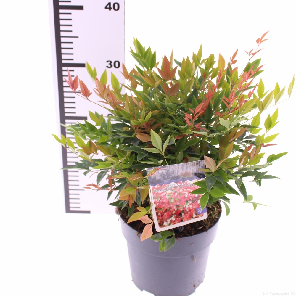 Picture of Nandina domestica 'Gulfstream'