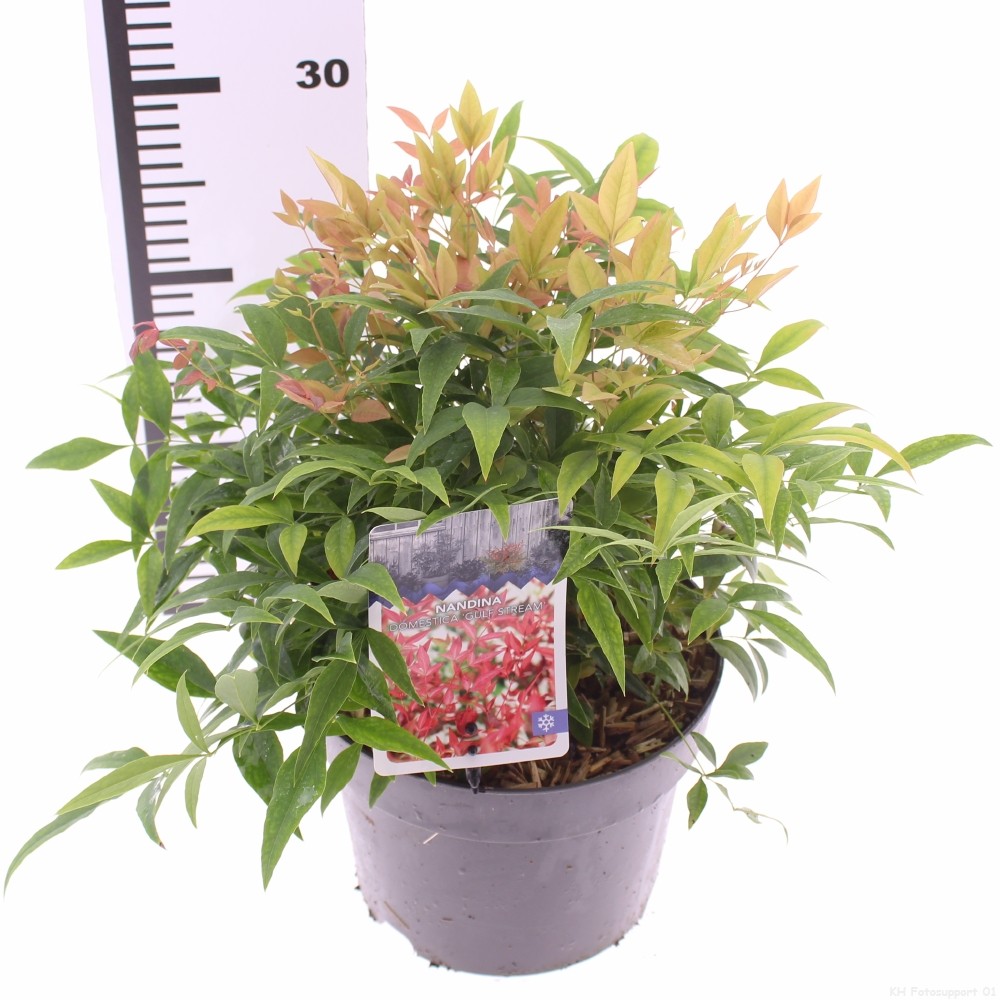 Picture of Nandina domestica 'Gulfstream'