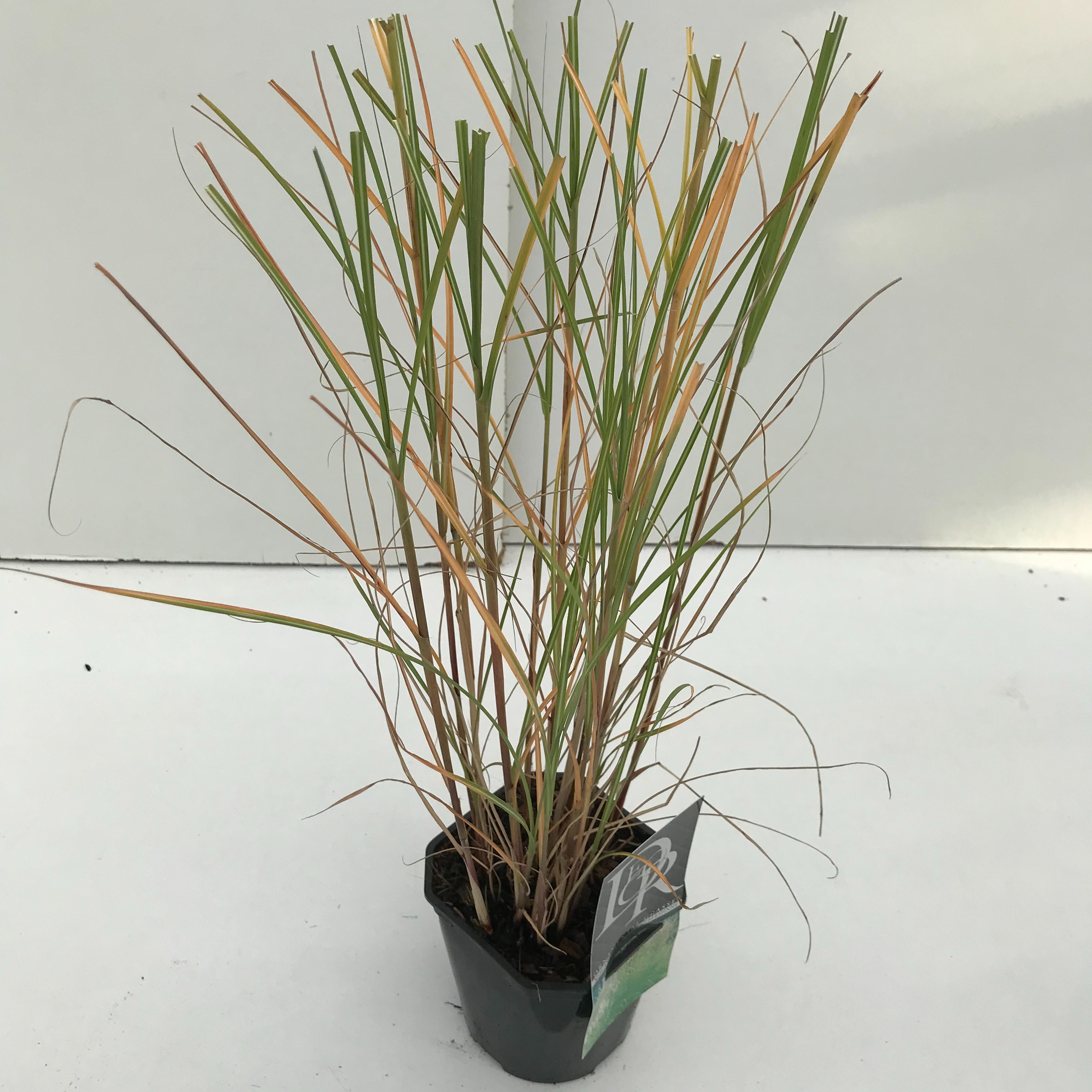 Picture of Miscanthus Kleine Silberspinne P17 (2 Ltr) Square