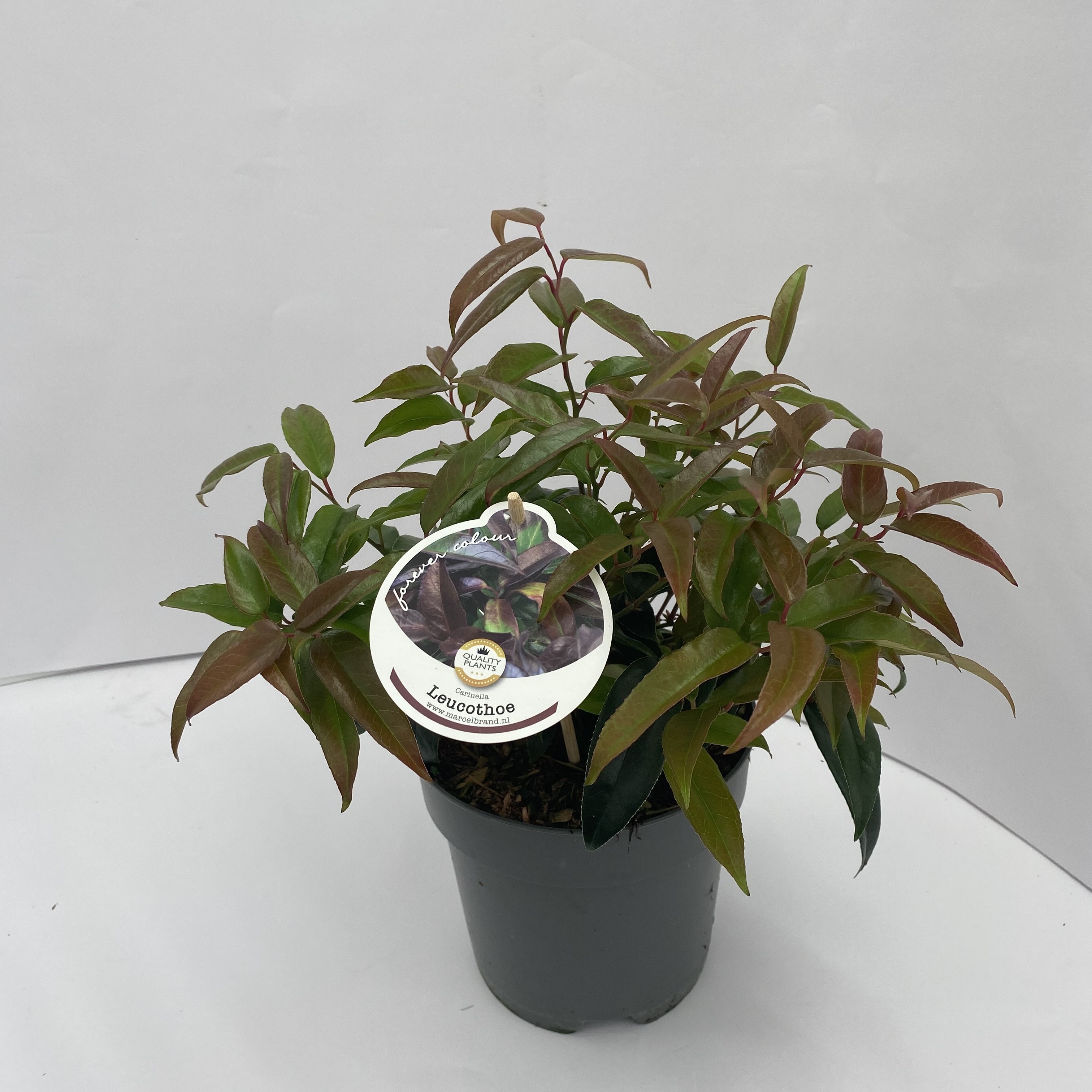 Picture of Leucothoe Carinella P17 (2 Ltr)