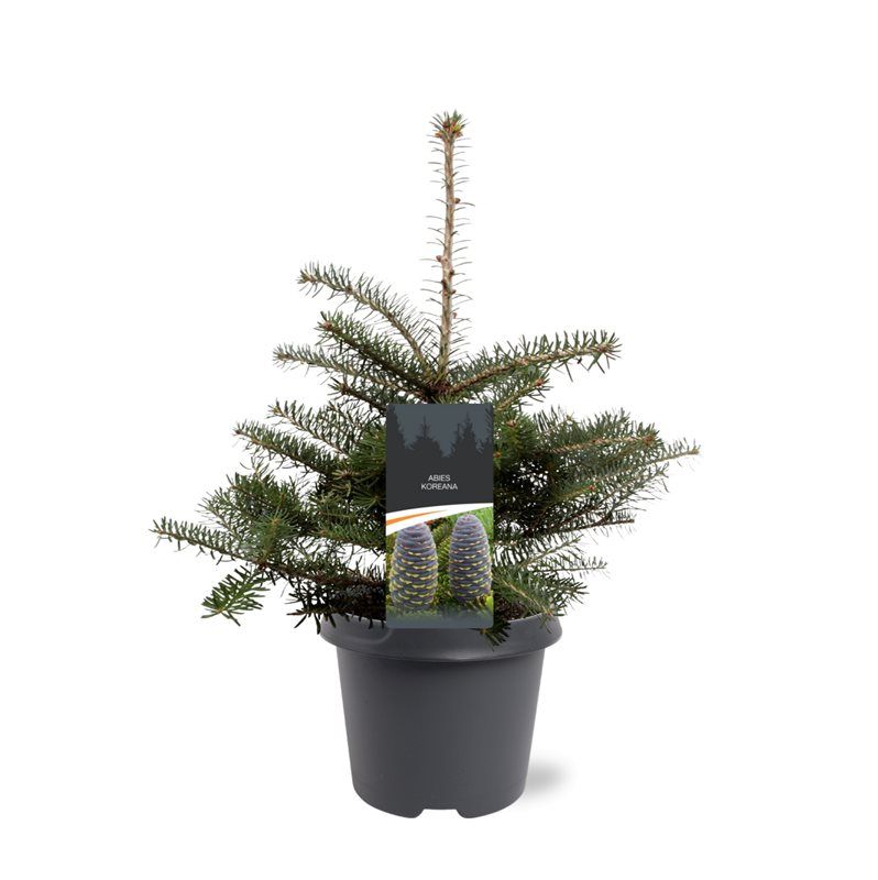 Abies koreana