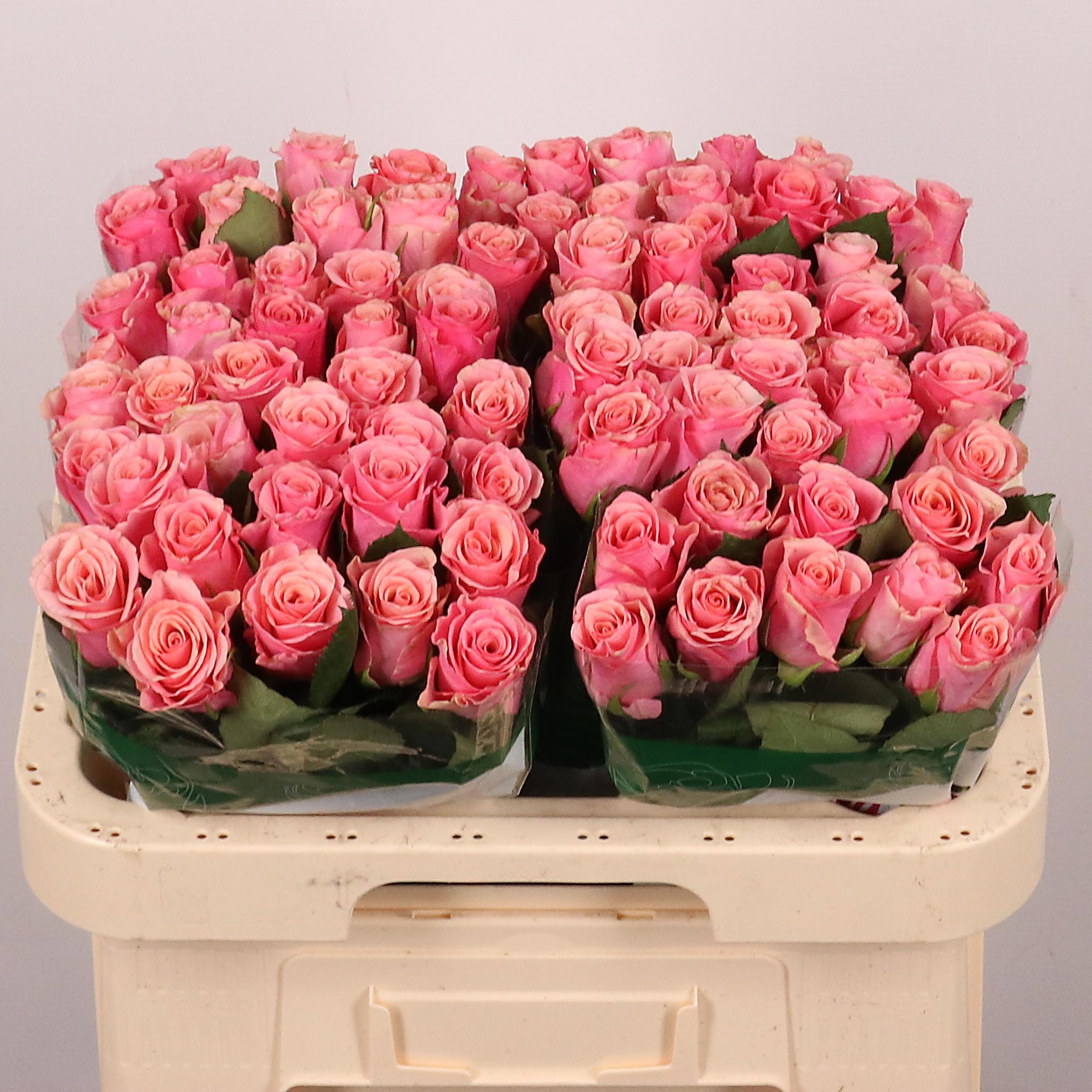 Rosa Light Pink Tacazzi 60cm