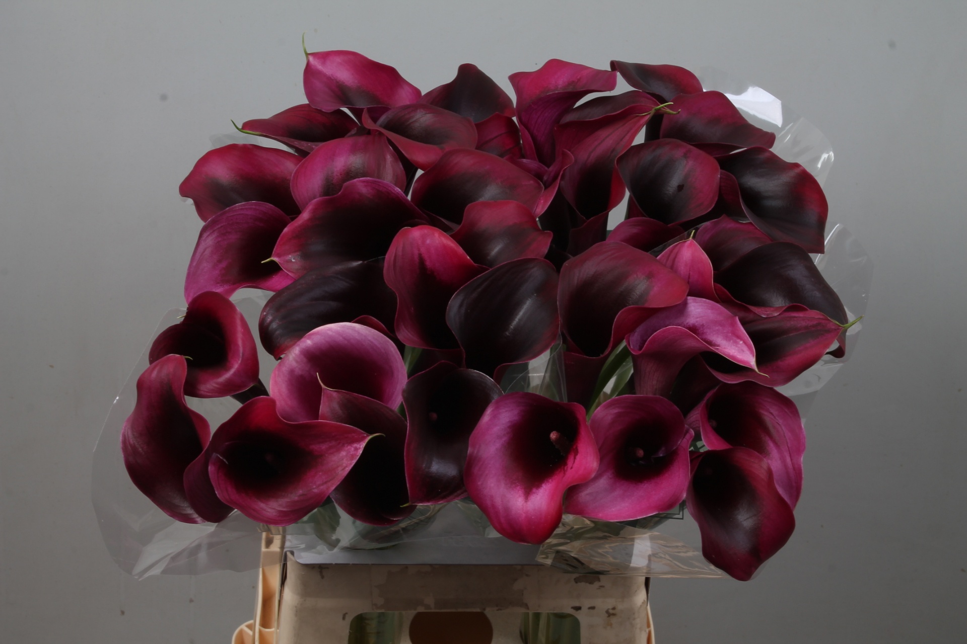 Calla Rudolph 65cm