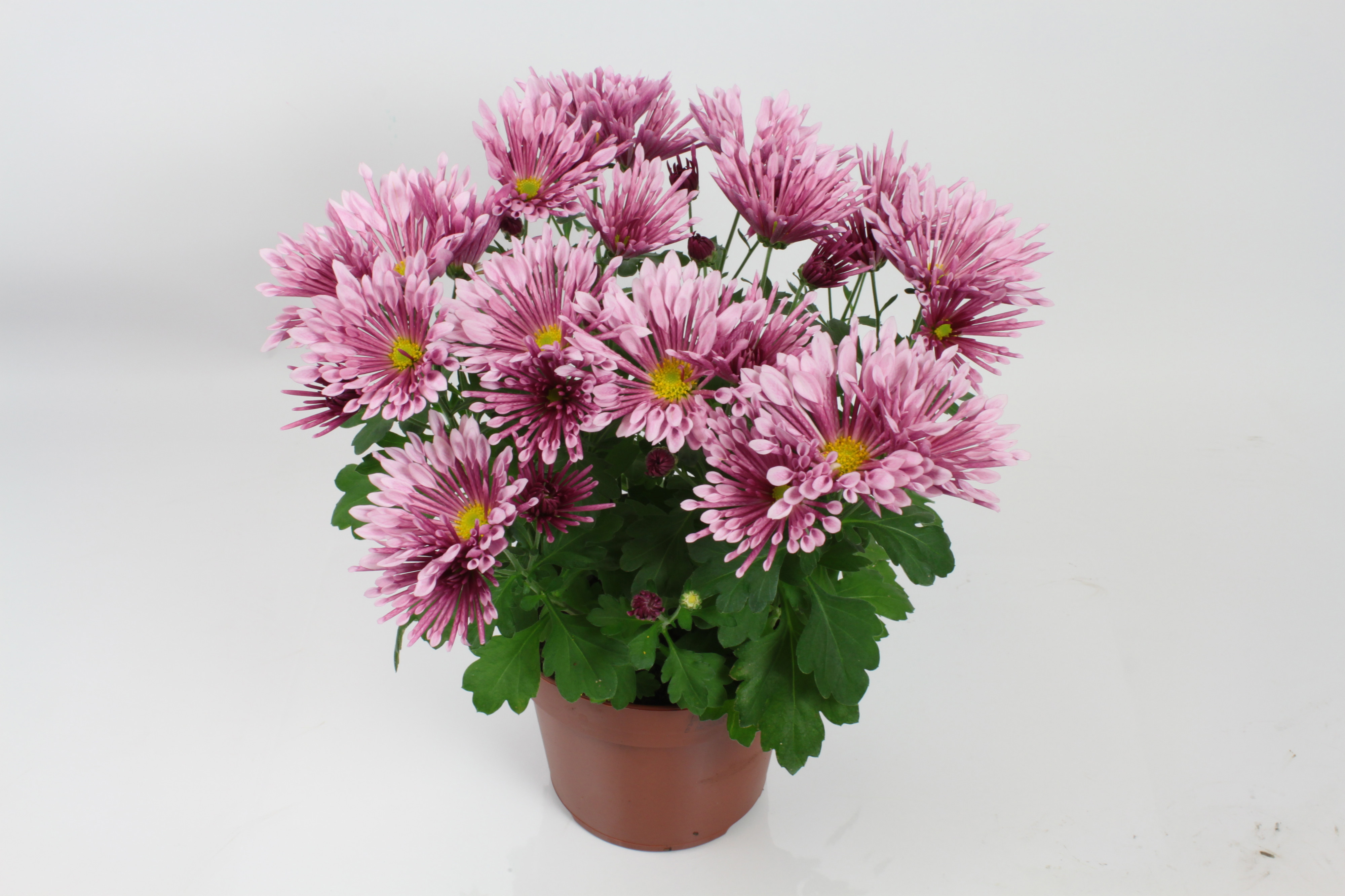 Chrysant Lush 14 Cm