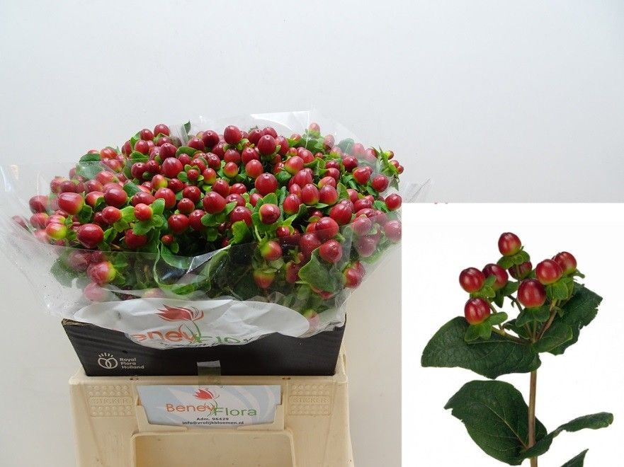 Hypericum Magical Season Big Brown 40cm