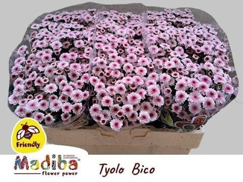 Chrys Santini Mad Tyolo Bicolor 55cm 900Ø