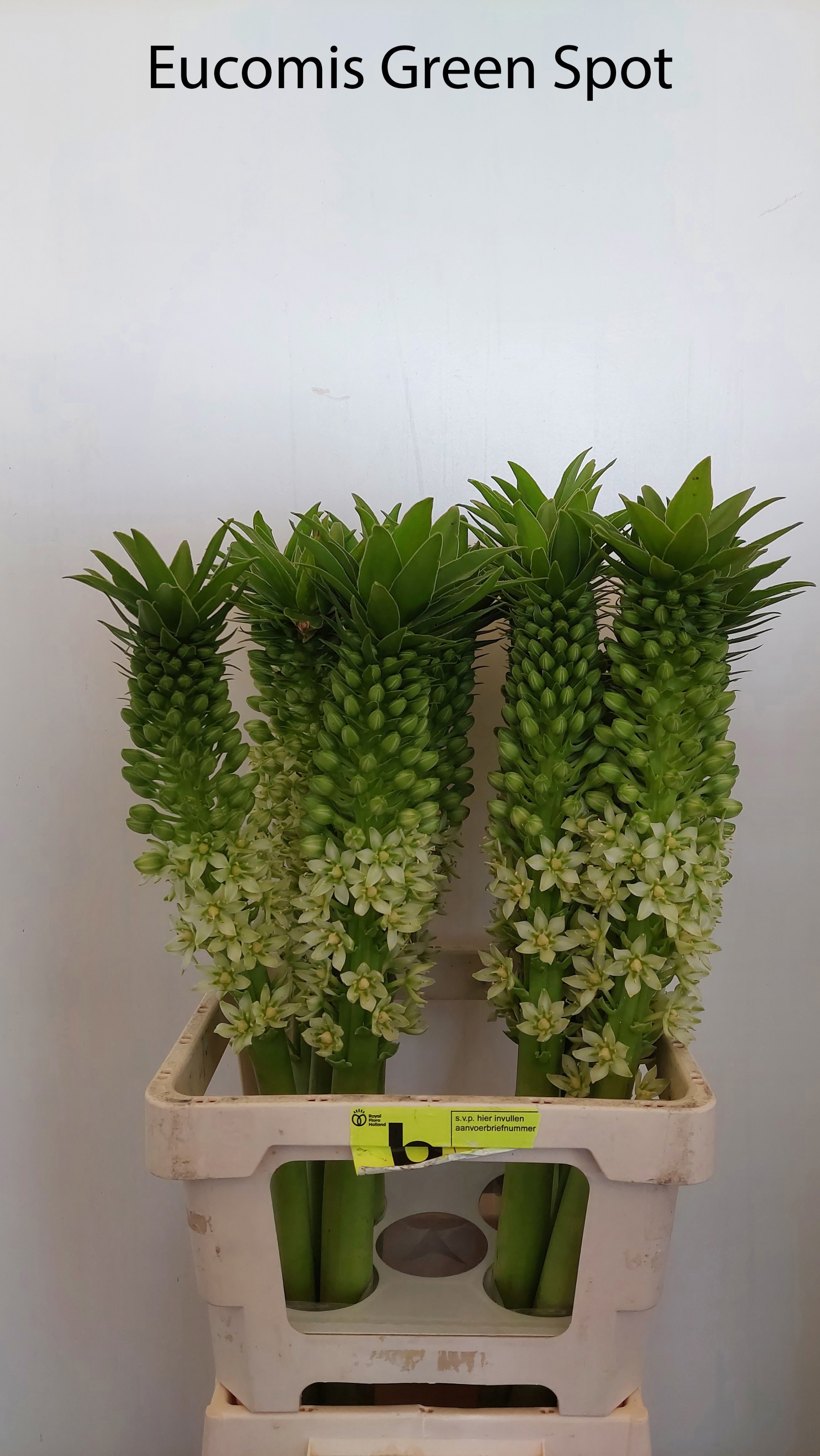 Eucomis Ov