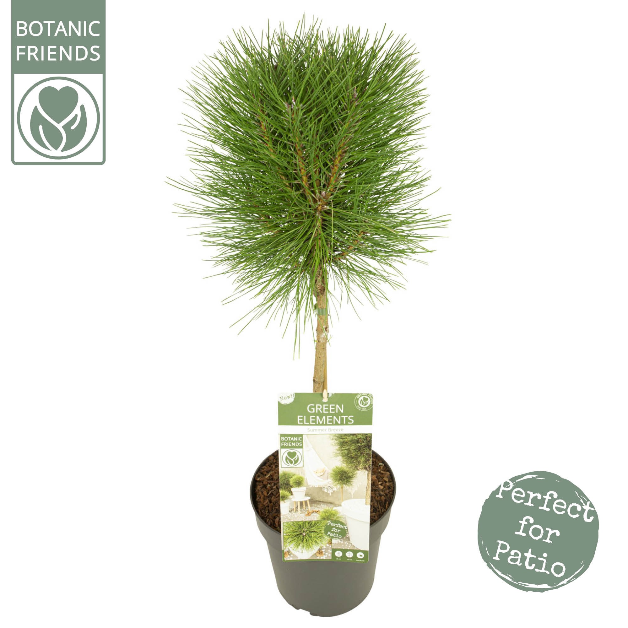 Picture of Pinus nigra 'Summer Breeze' ®