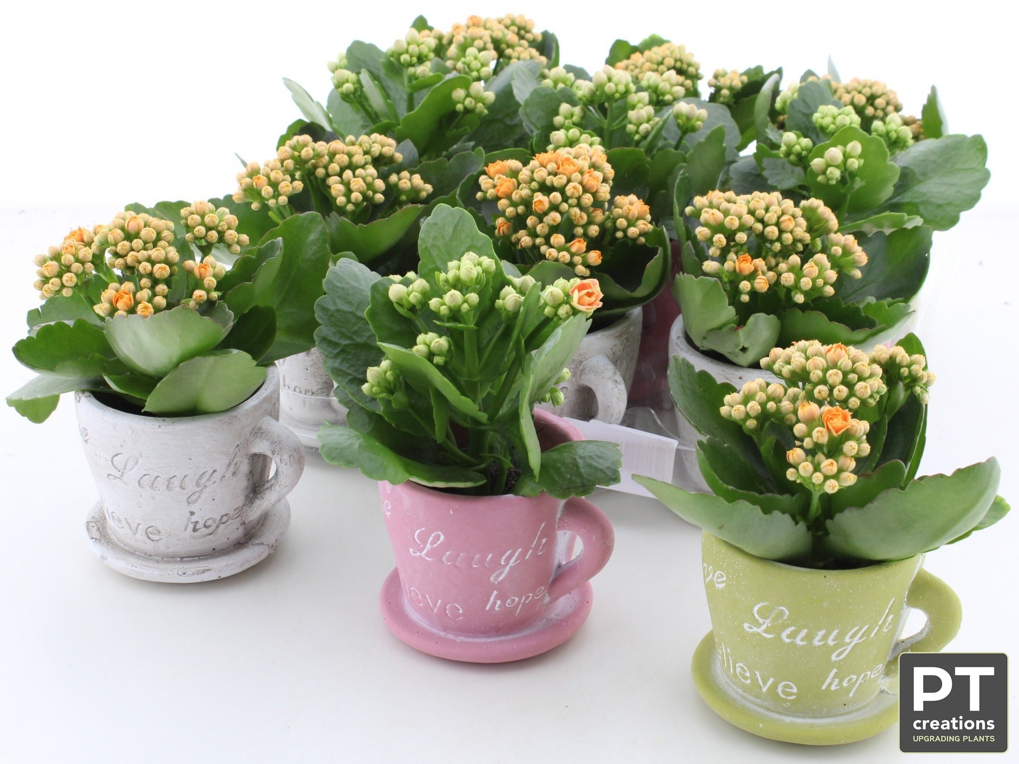 Arr Kalanchoe 10P 19cm 12bloei