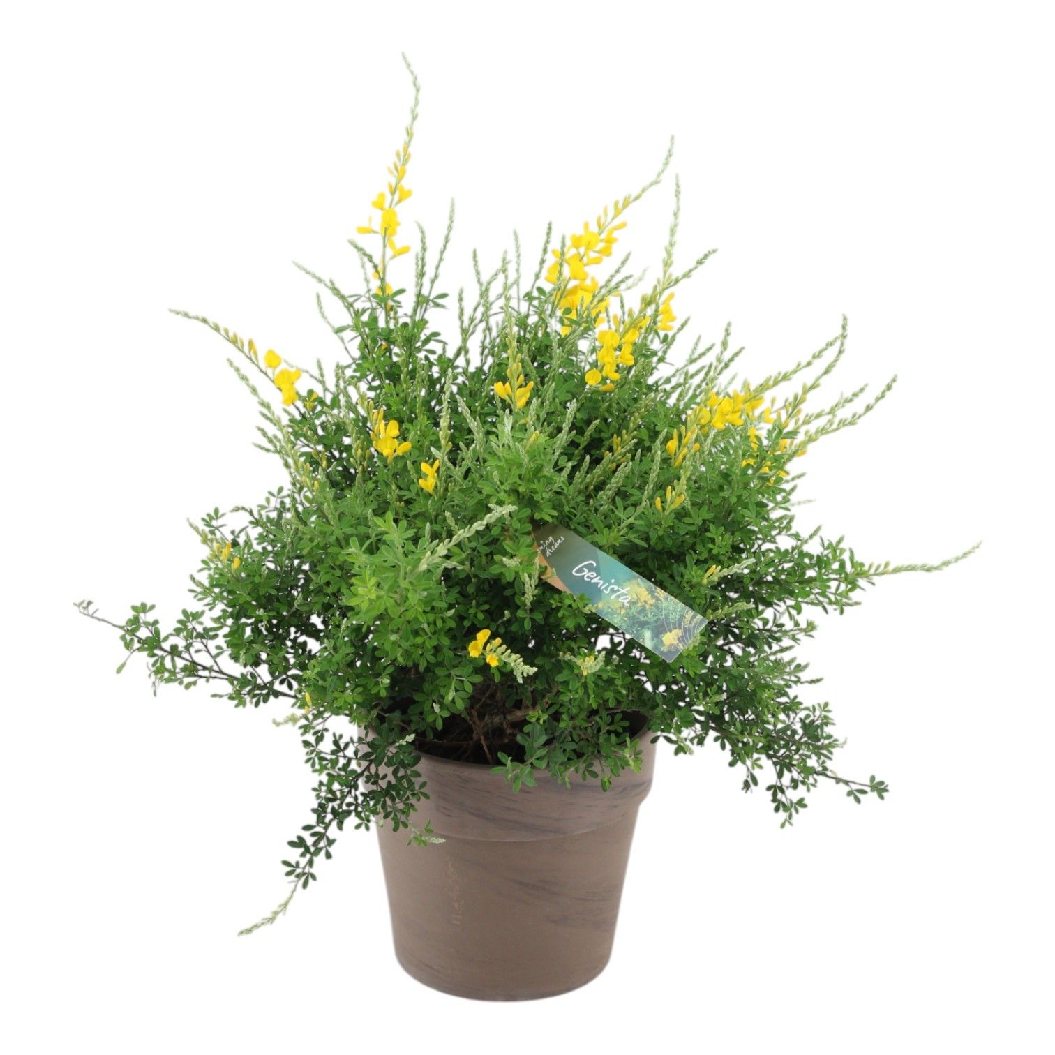 Genista (Cytisus) struik in terracotta