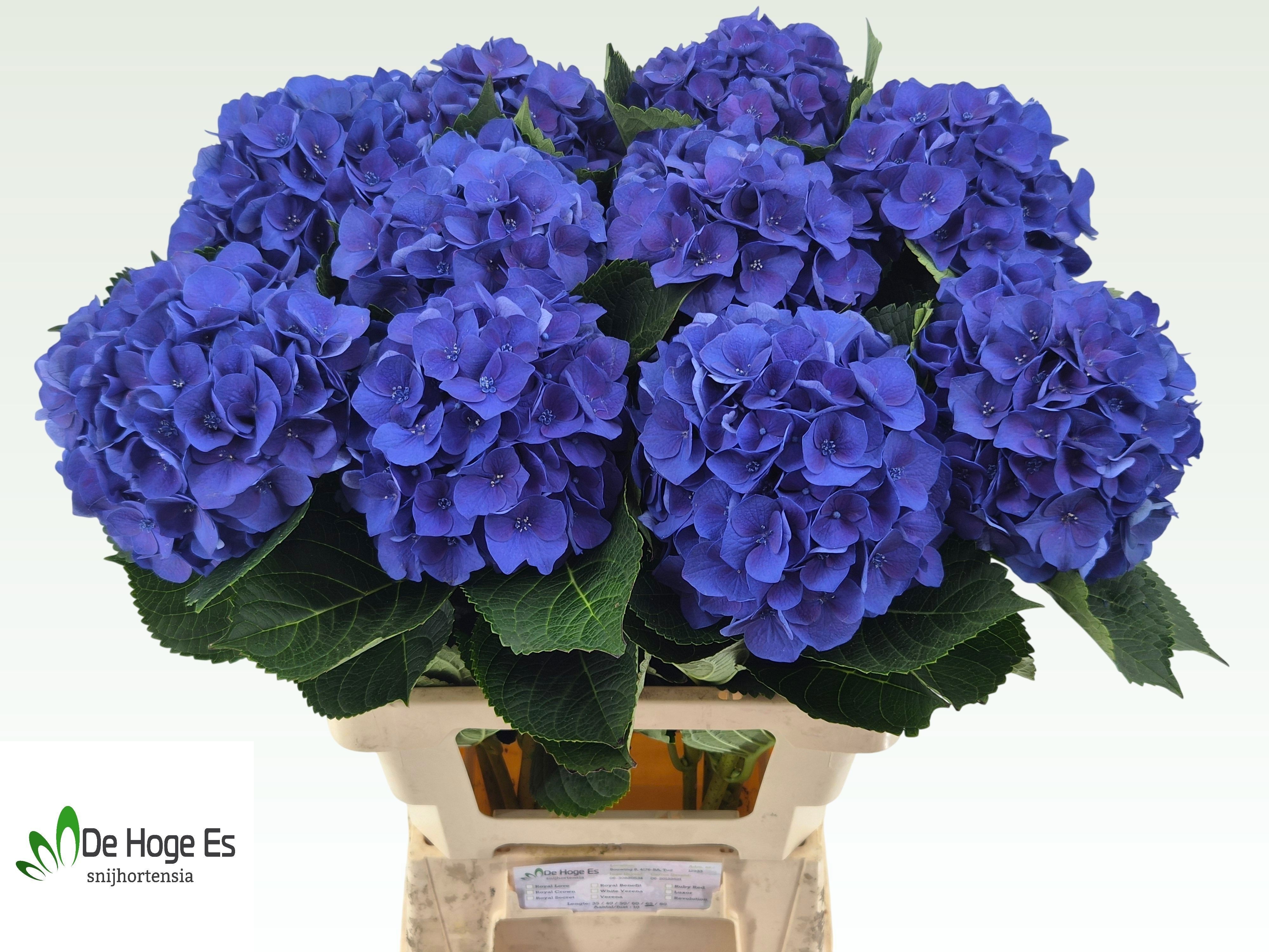 Hydrangea Royal Crown Blue 60cm 17Ø