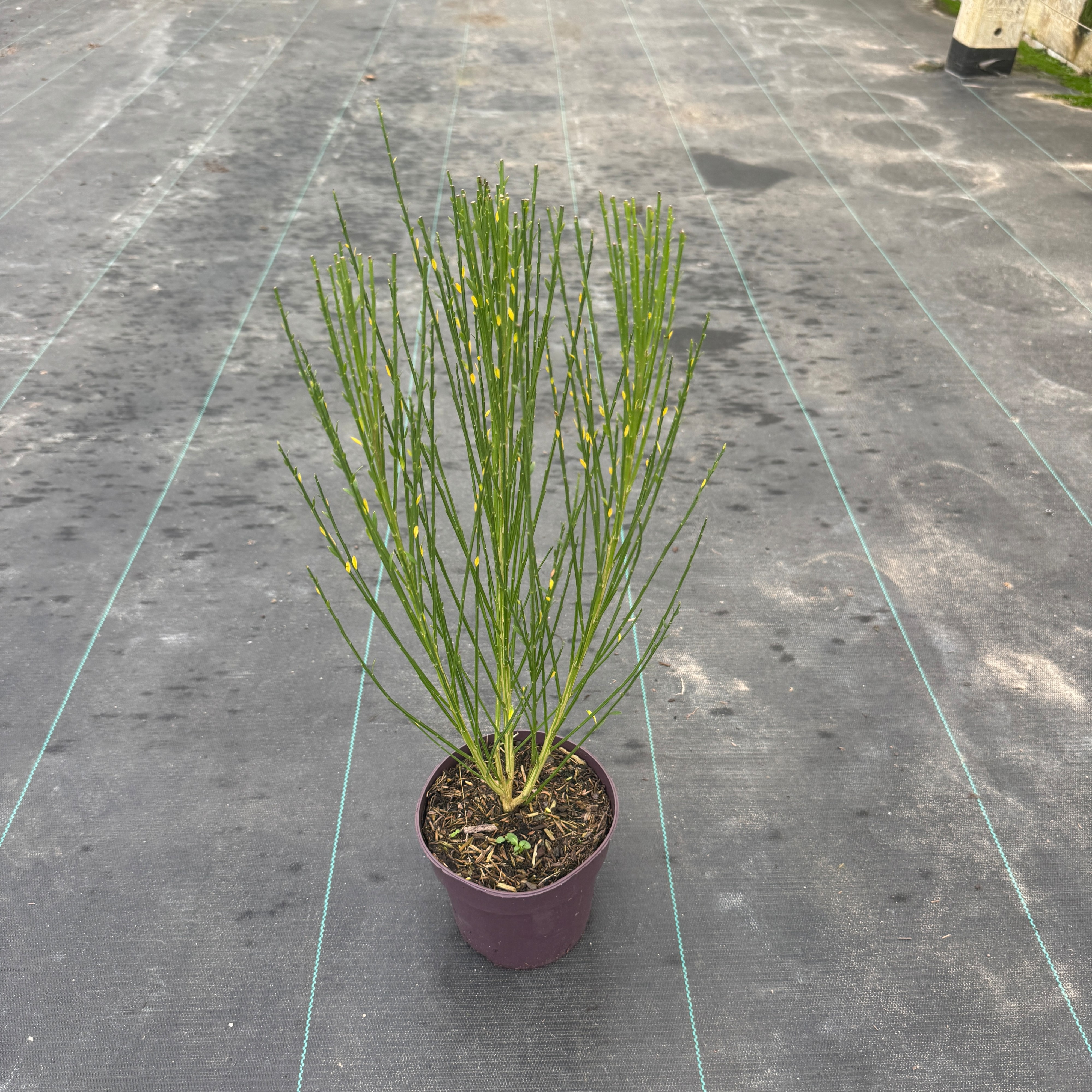 Cytisus 'Boskoop Ruby'