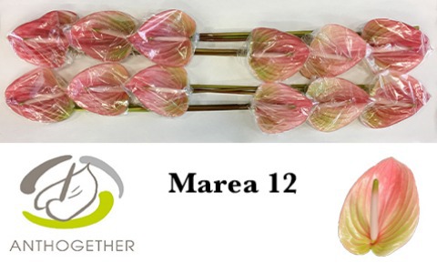 Anth A Marea