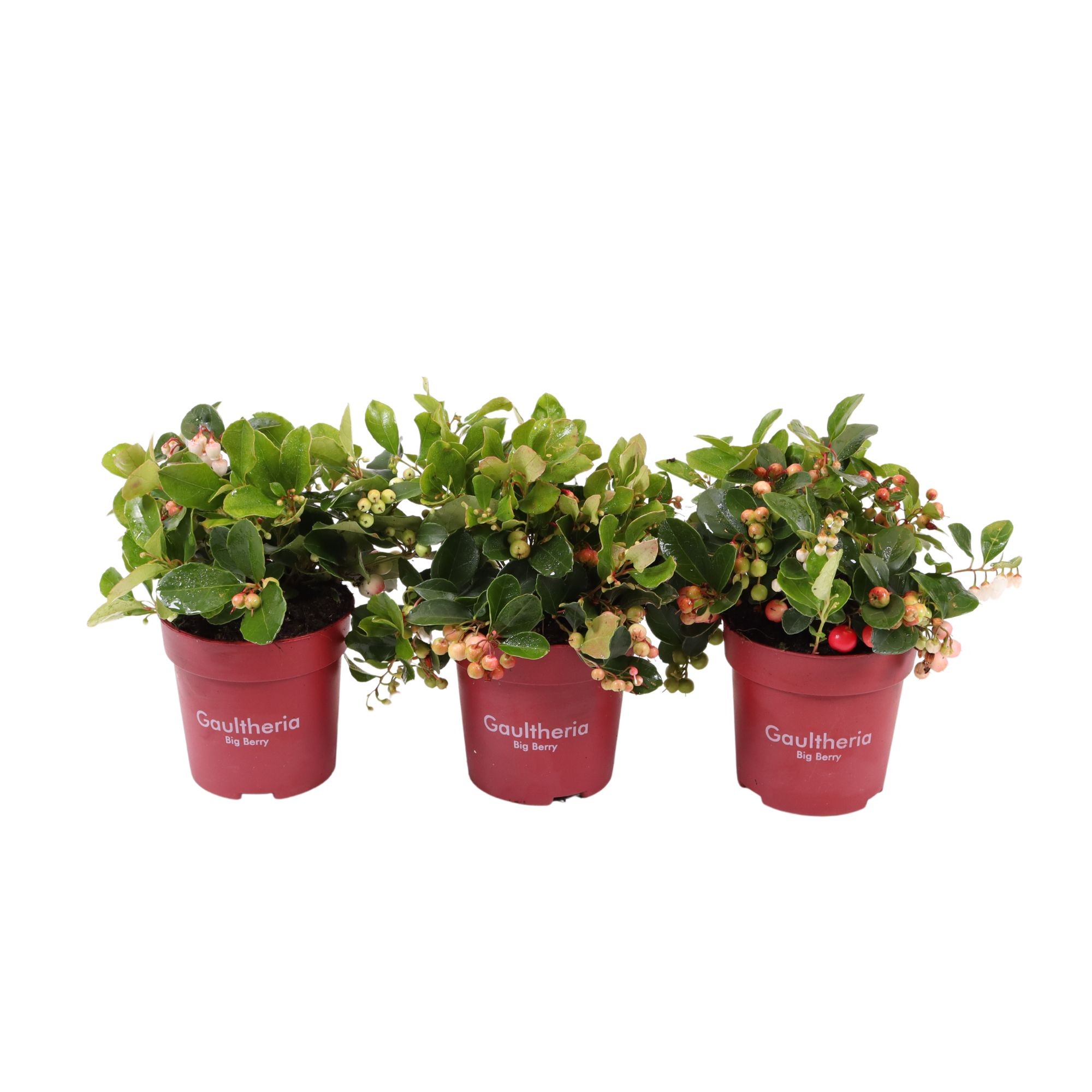 Picture of Gaultheria Big Berry P10.5