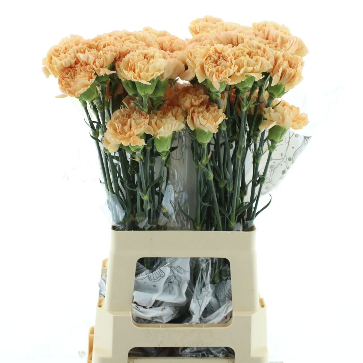Dianthus St Caroline Gold 70cm