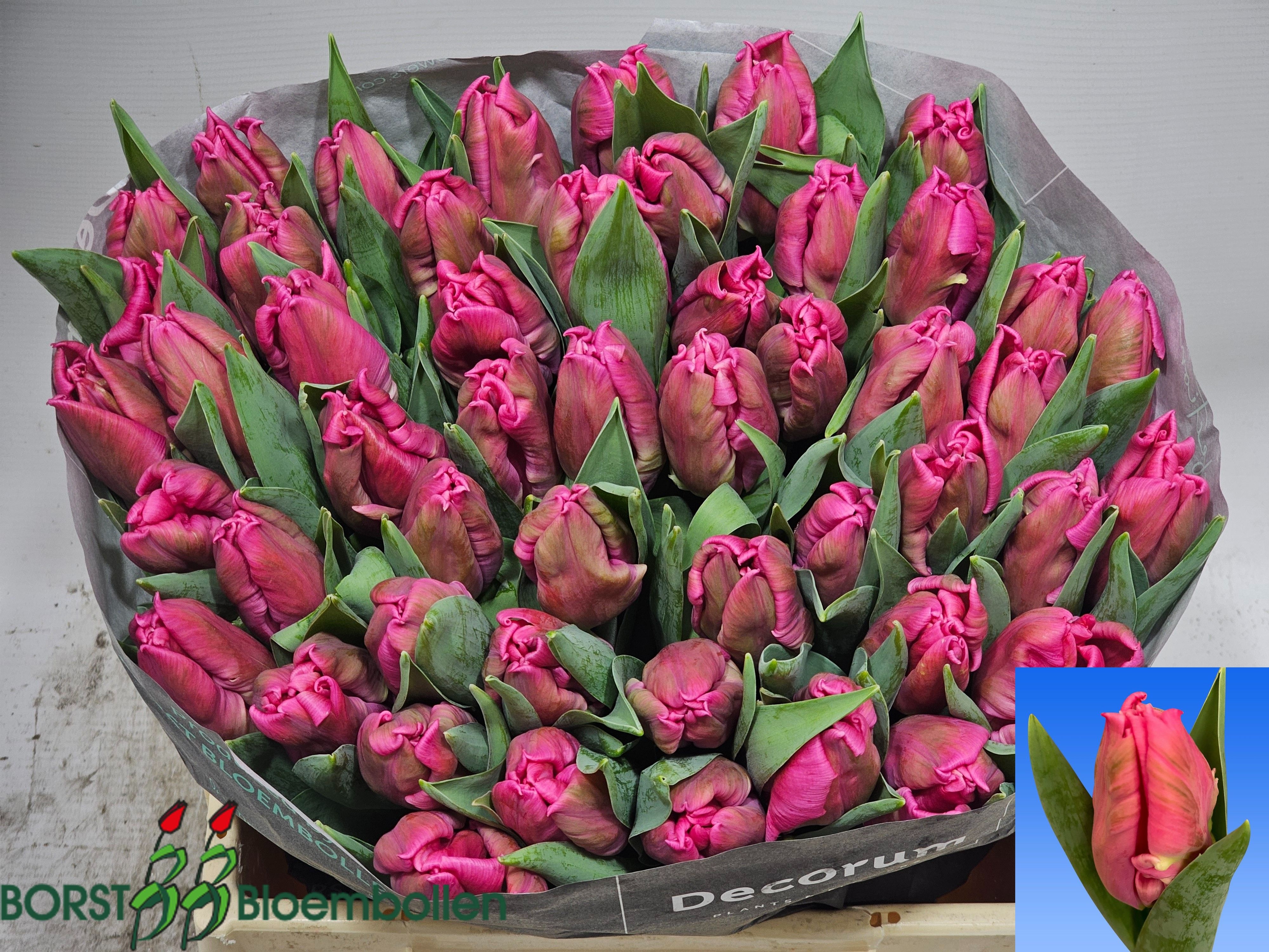 Tulipa Parrot Marvel Parrot 38cm 30gram