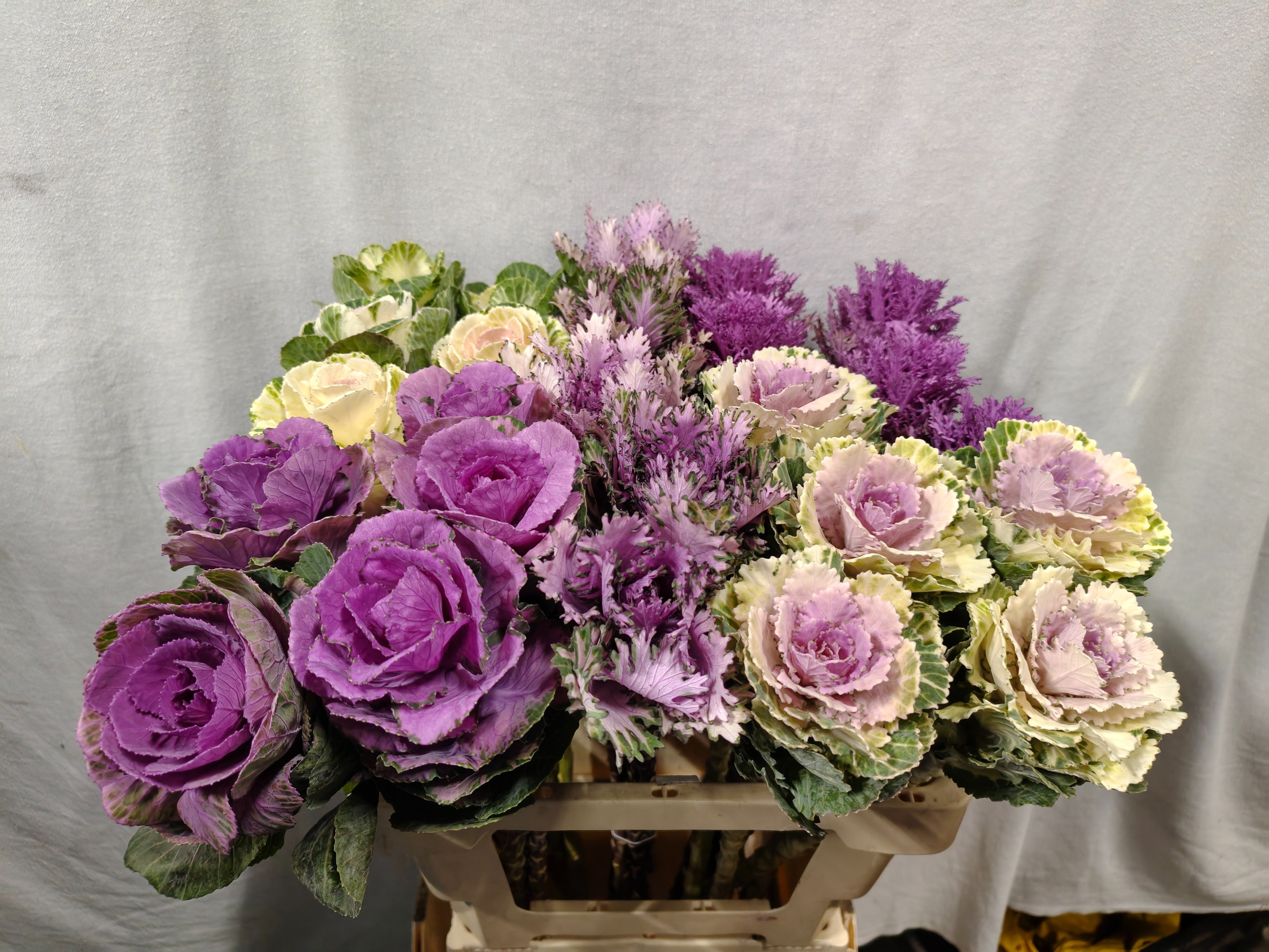 Brassica Assorted 60cm