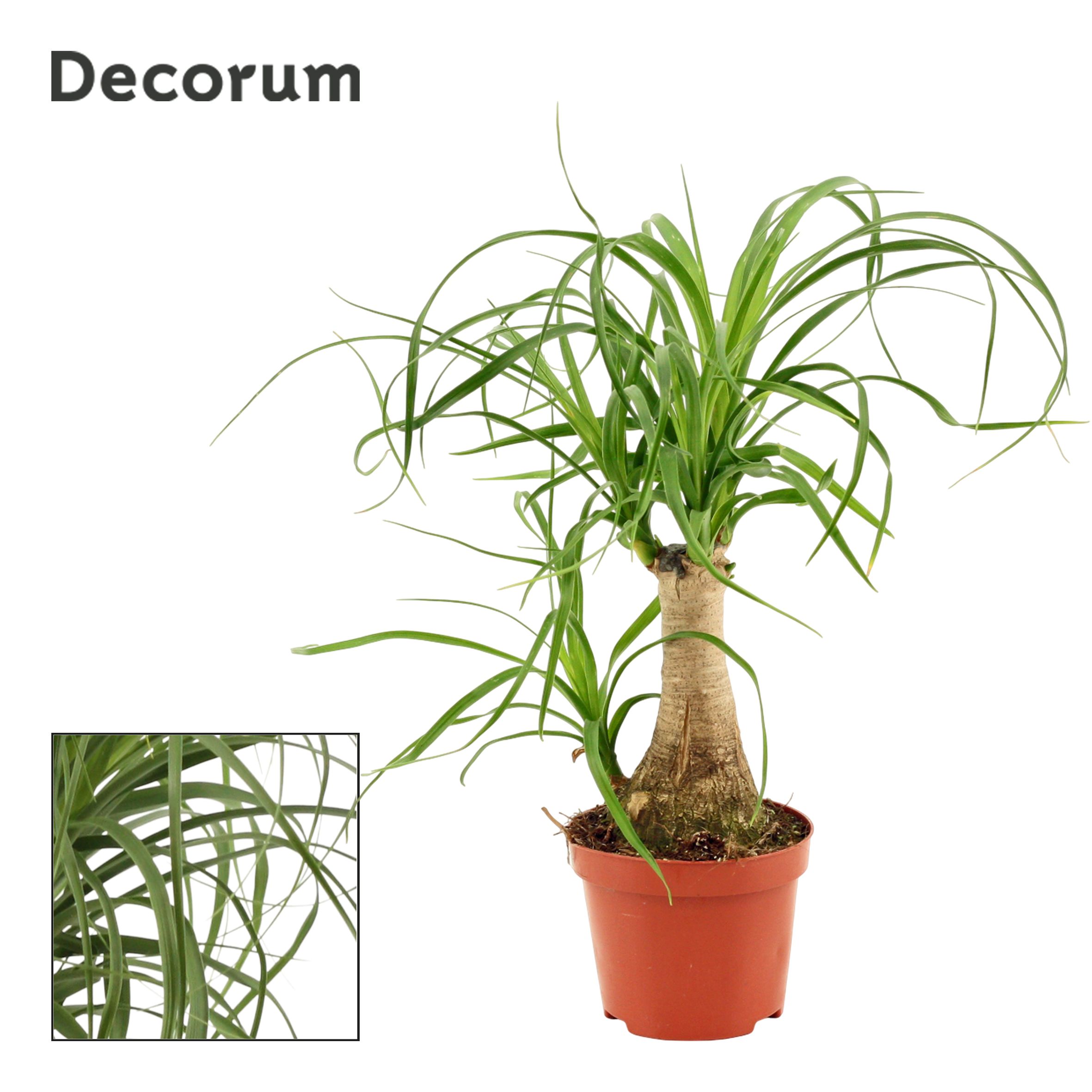 Beaucarnea Recht (Decorum)