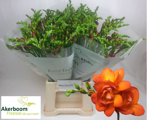 Freesia Double Mandarin 50cm 22gram