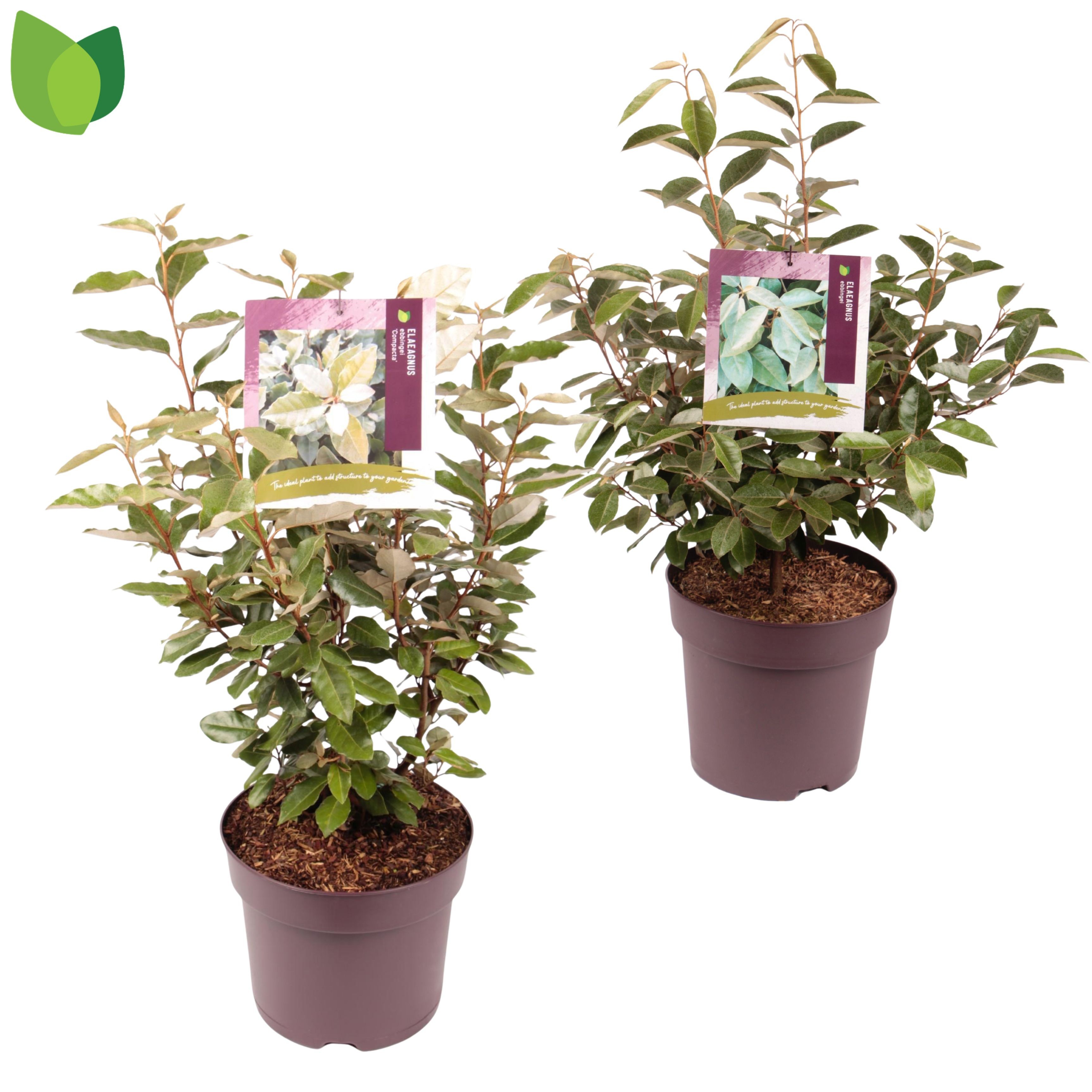 Elaeagnus ebbingei / MIX