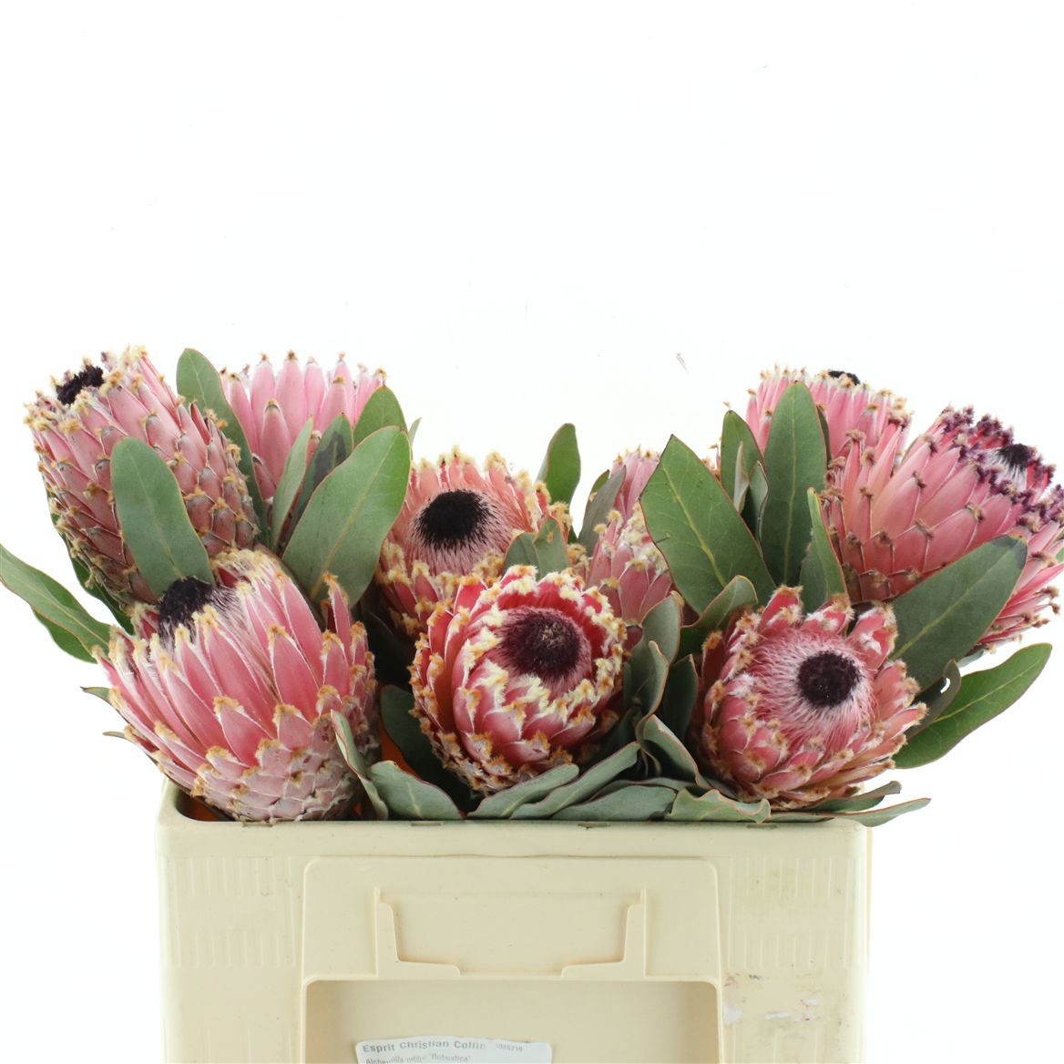 Protea Barbigera 50cm