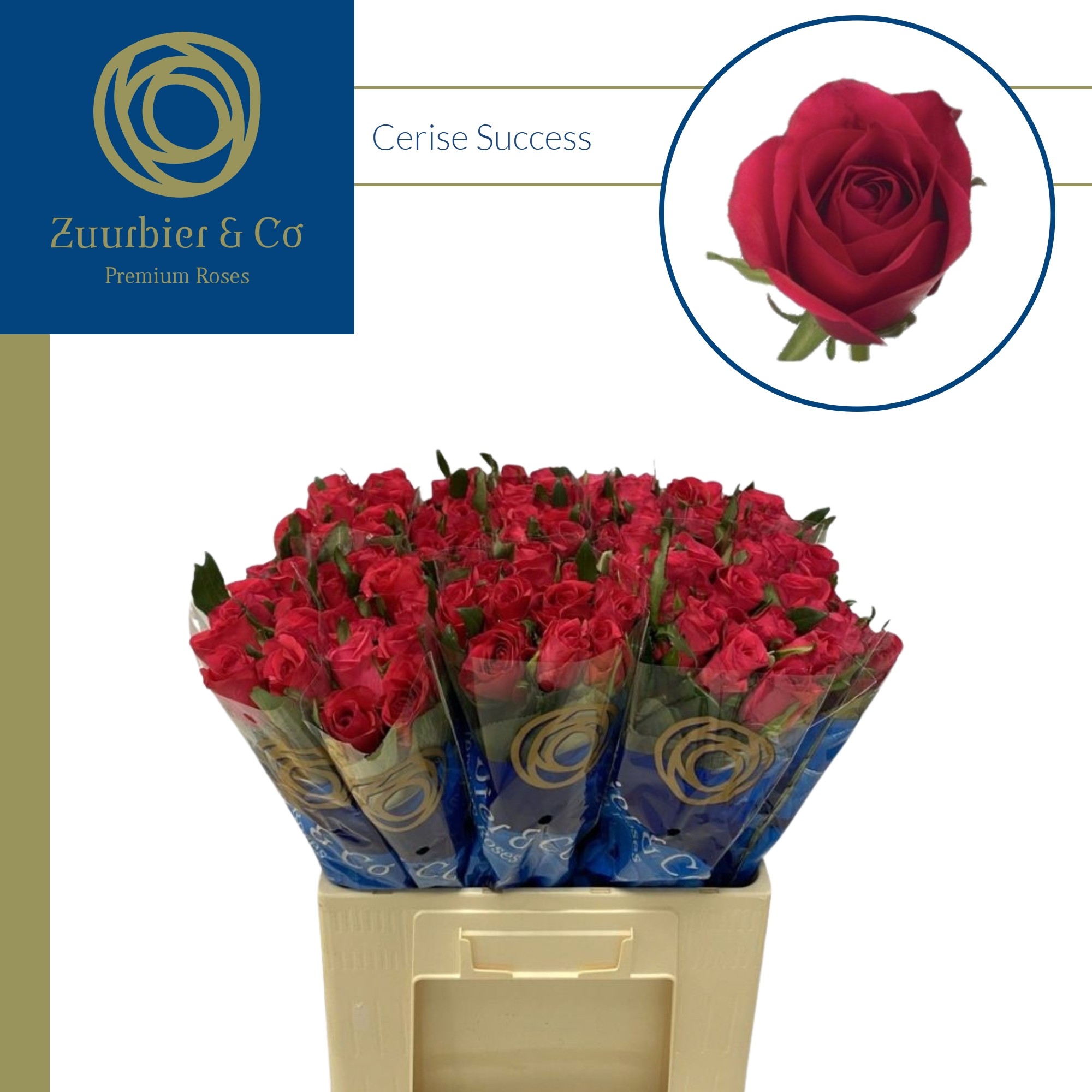 R Gr Cerise Success