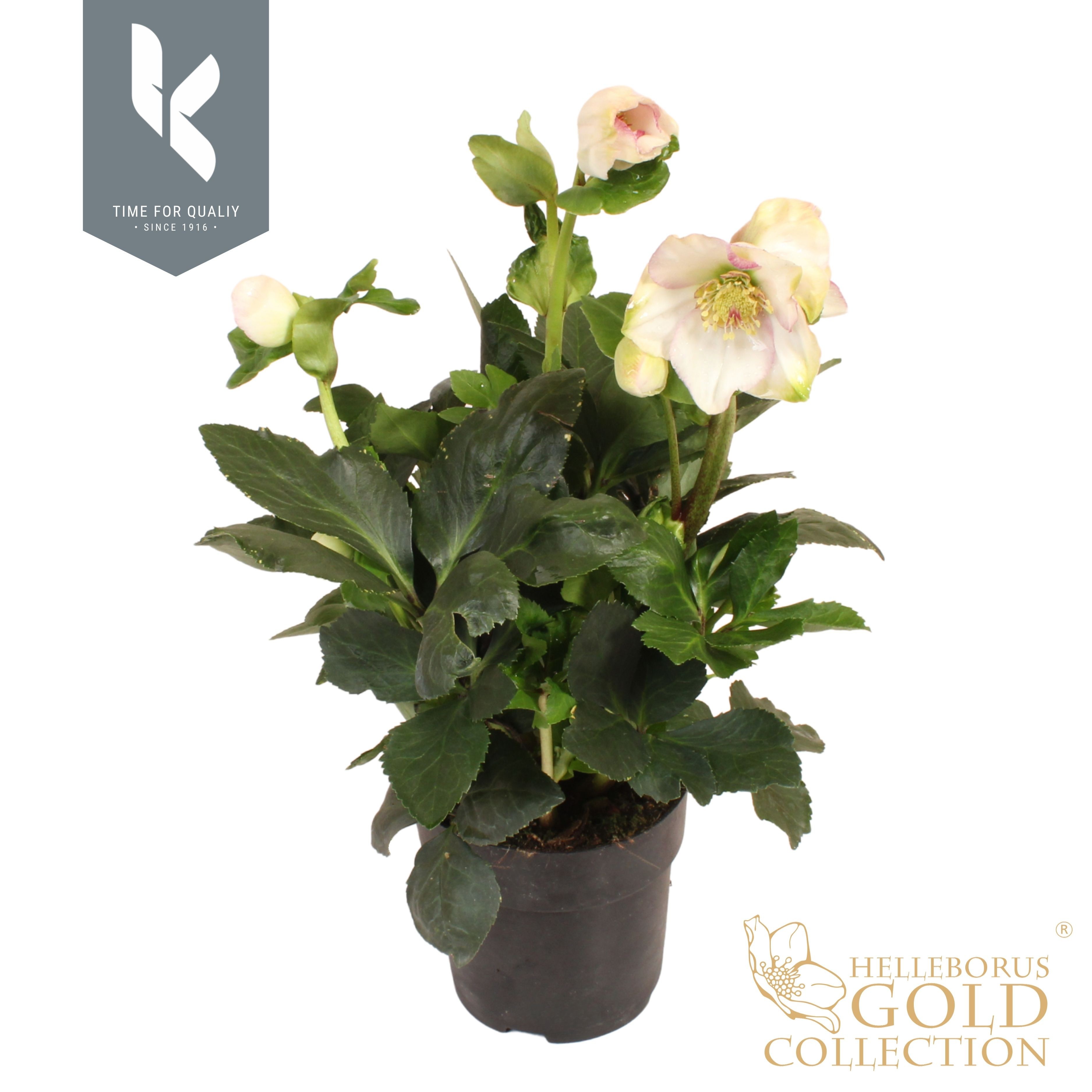 Hgc Helleborus Winter Ballet Frostfire