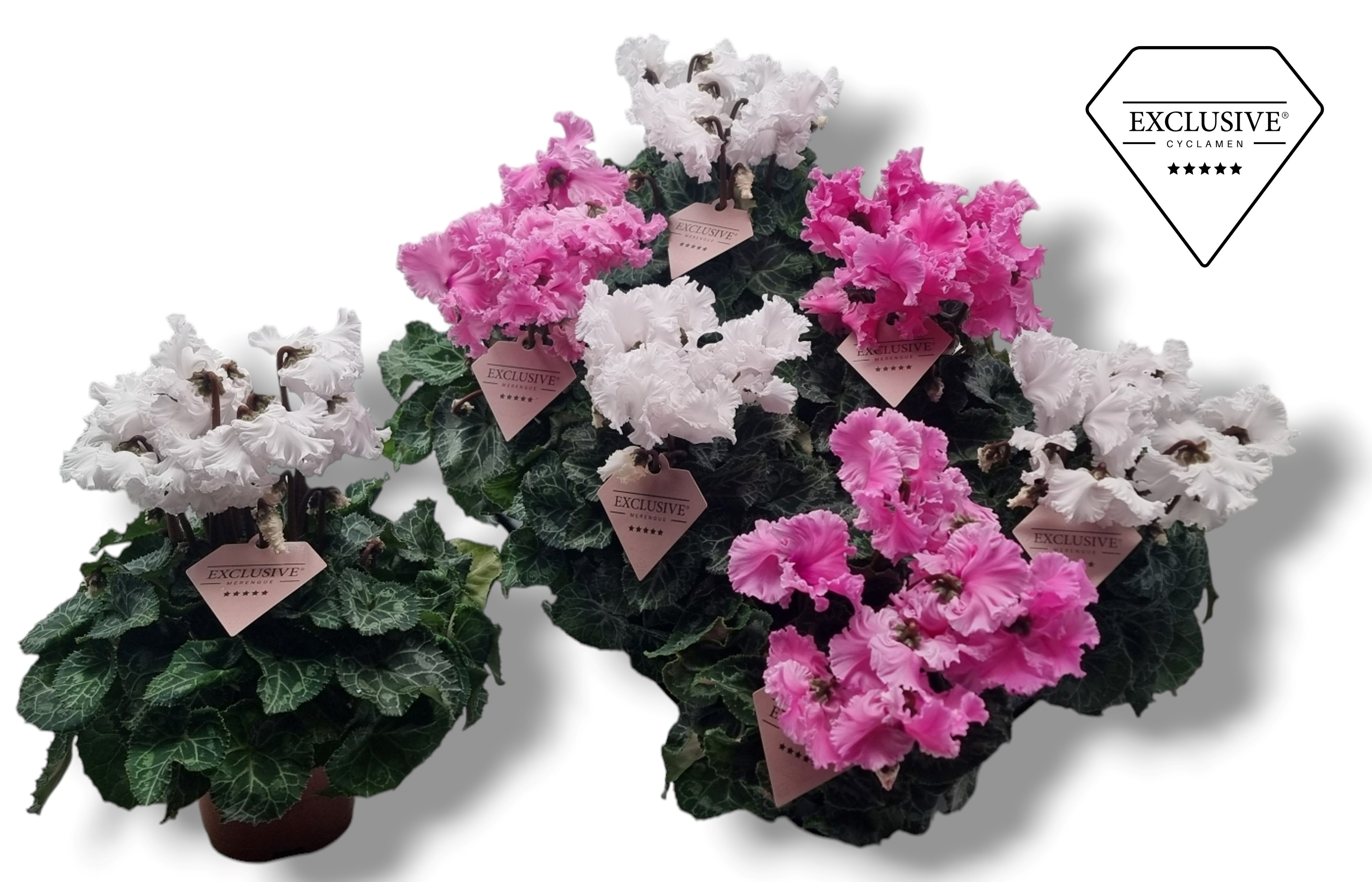 Picture of Cyclamen Exclusive® Merengue Pink White mix P10.5 25CM