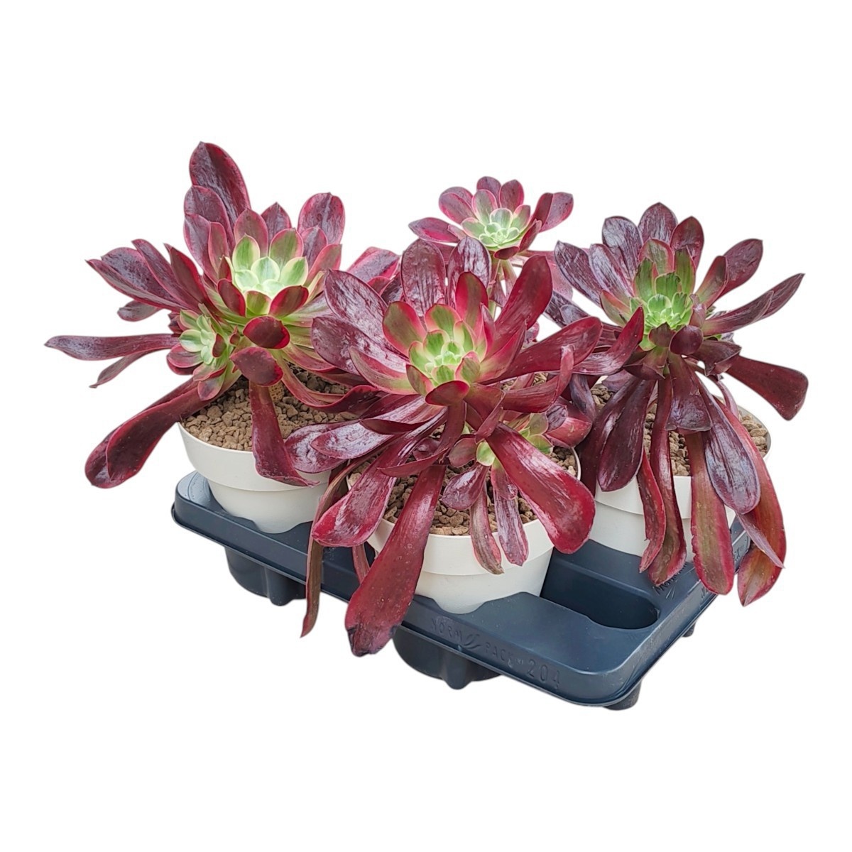Aeonium overig - Aeonium