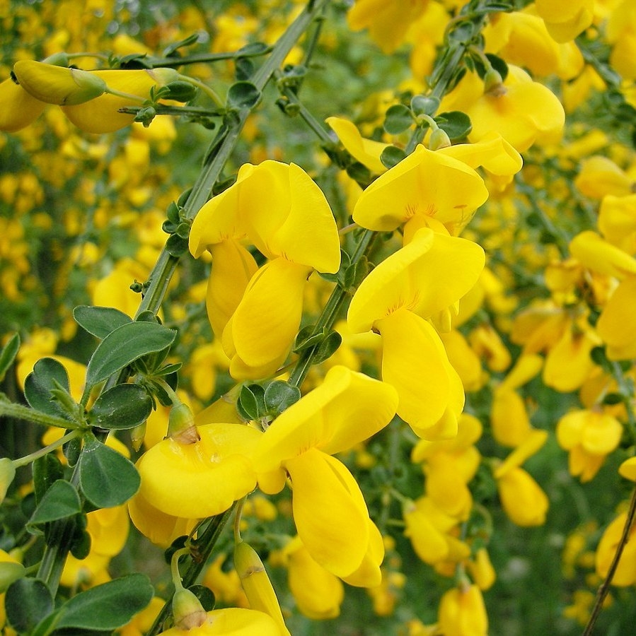 Picture of Cytisus scoparius 'Vanesse'