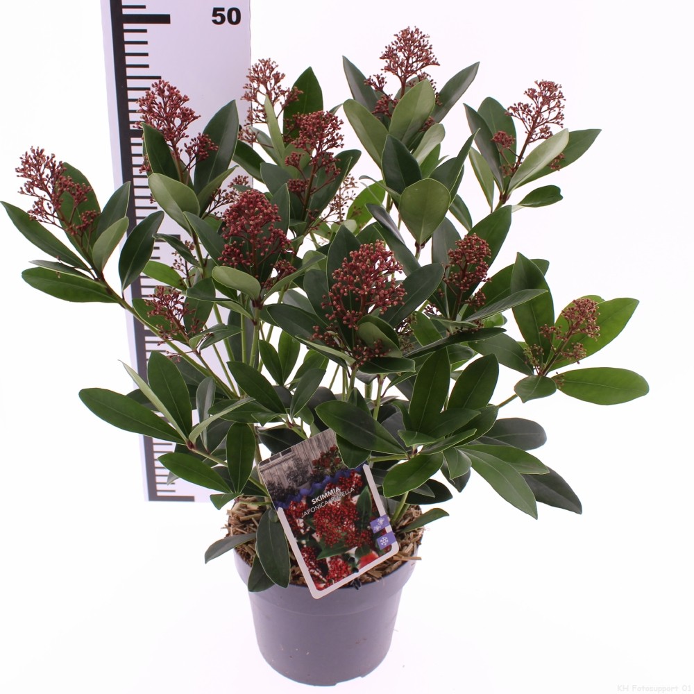 Picture of Skimmia jap. 'Rubella'