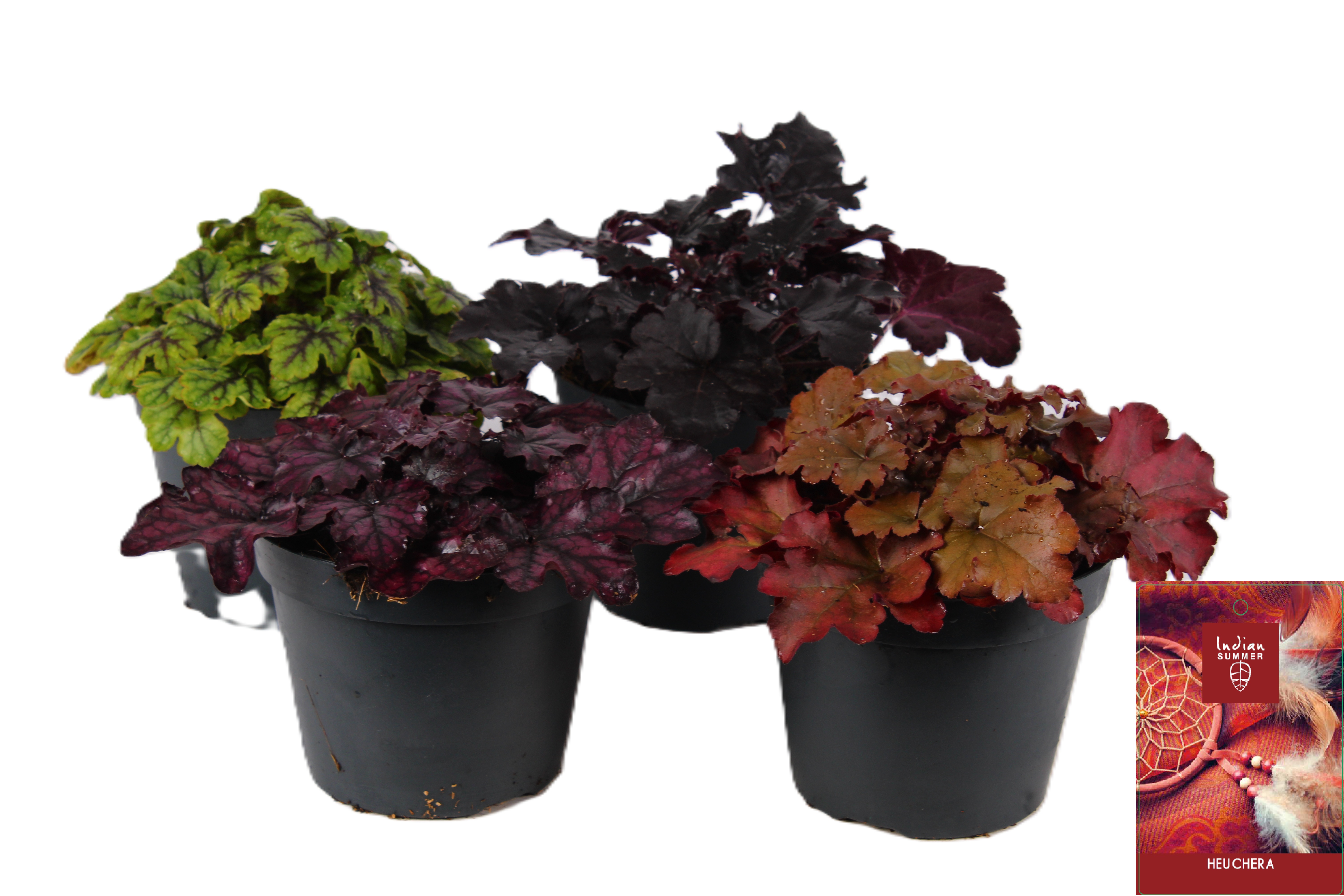 Picture of Heuchera Indian Summer mixed-shelf