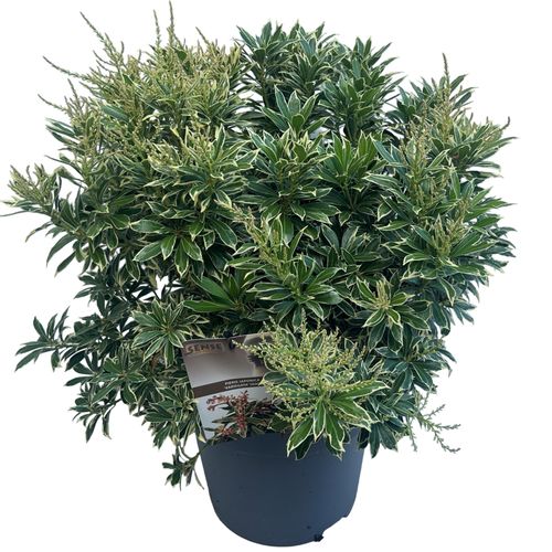 Pieris jap. 'Variegata' sense p27 Asra