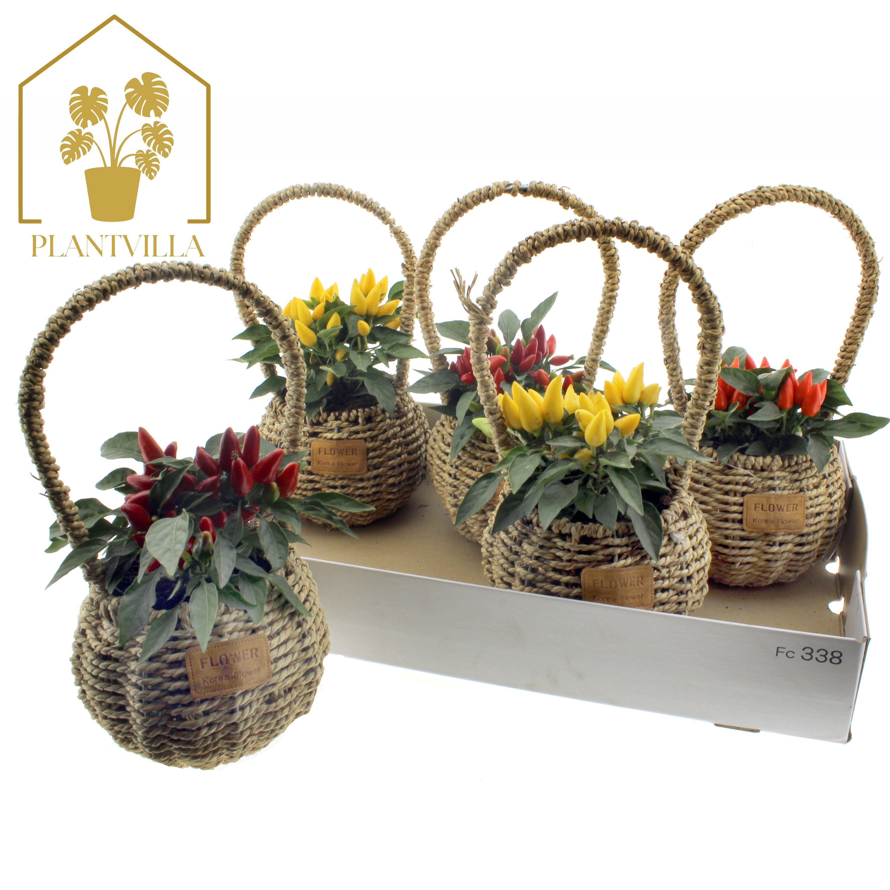 Arr Tuinplanten 12P 35cm 99bloei