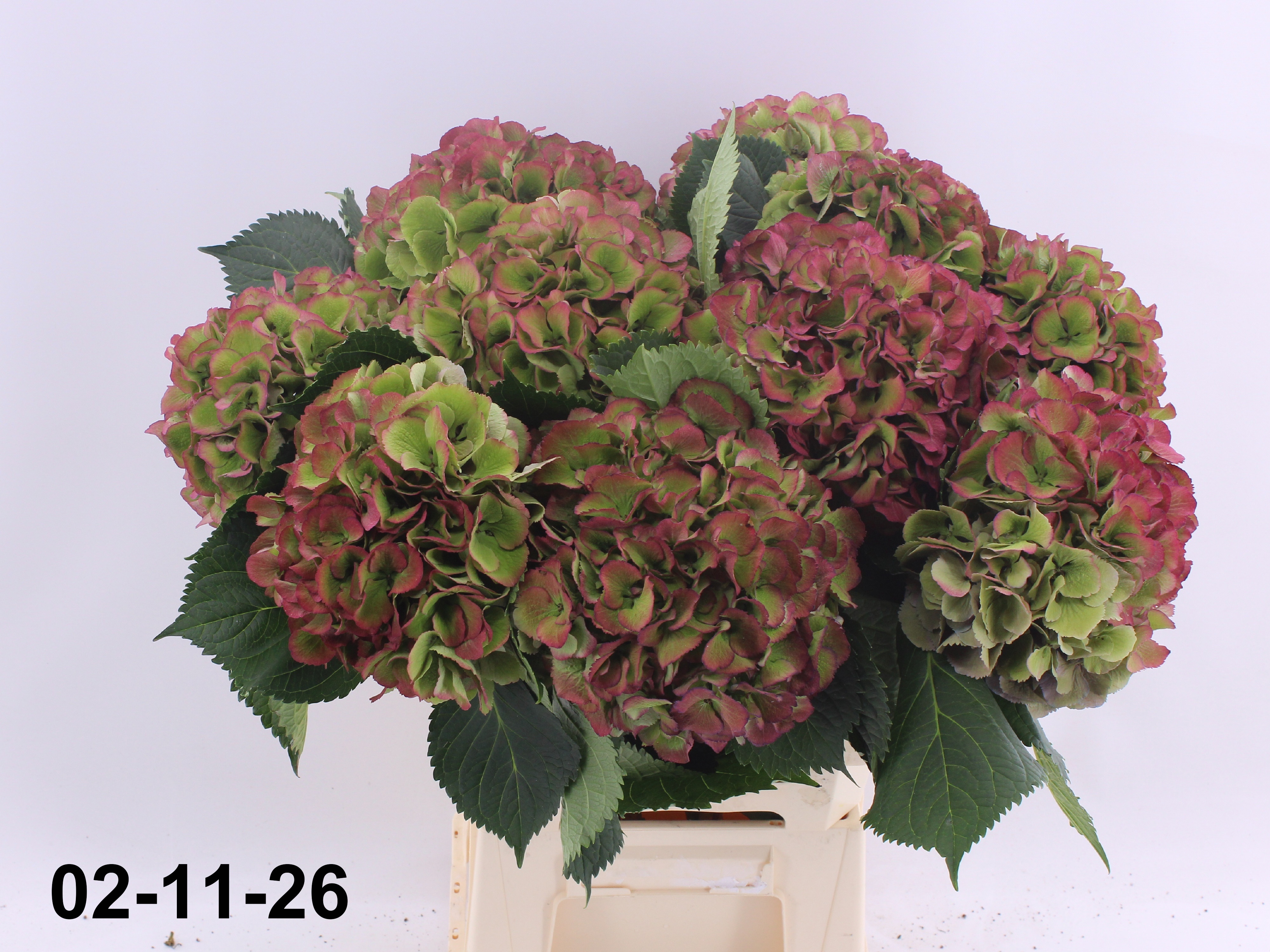 Hydrangea Elbtal Classic Pink 60cm 18Ø