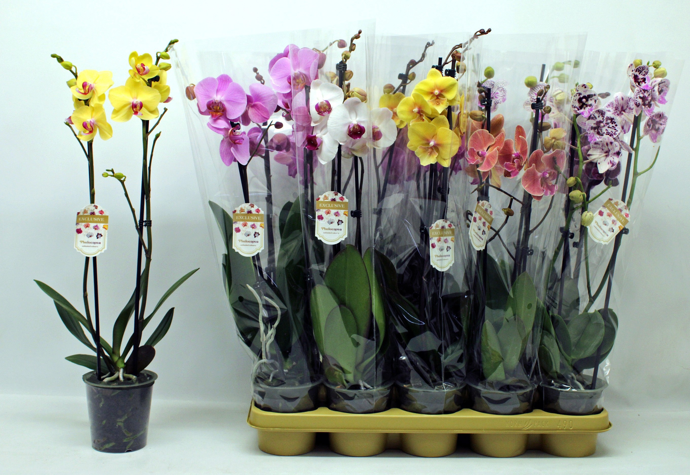 Phalaenopsis Asst 12Ø 60cm