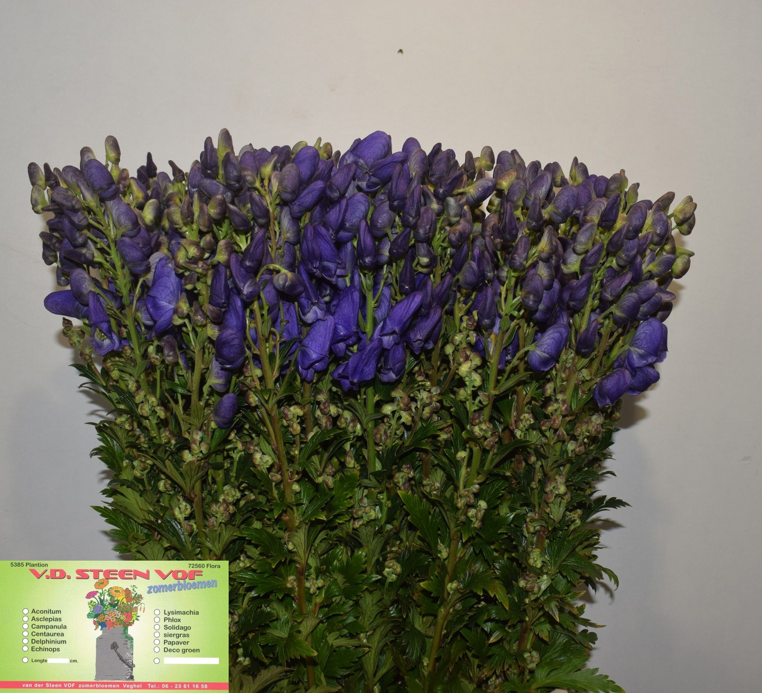 Aconitum Arensi 90cm