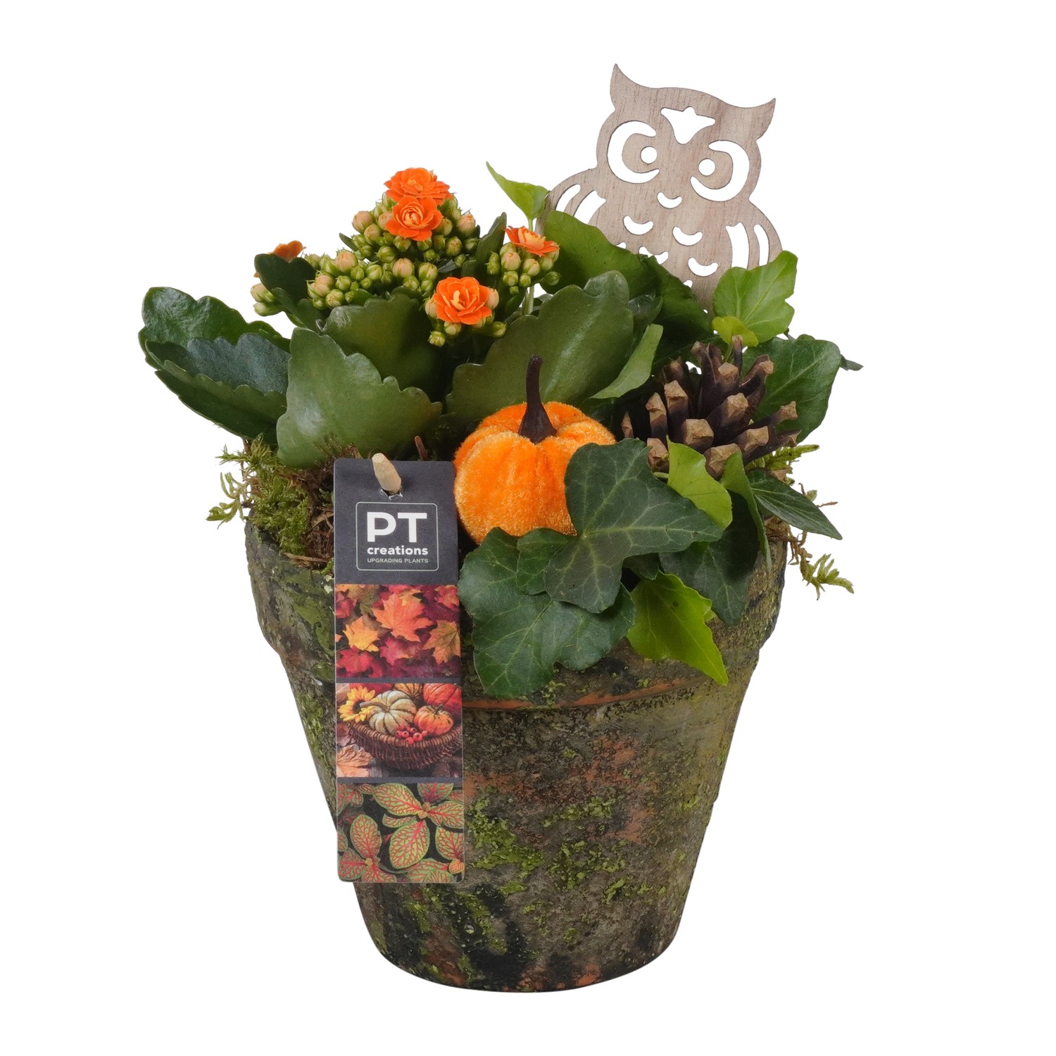 Picture of Arrangement Autumn Indoor in terracotta pot PTHI7152 P14 25CM