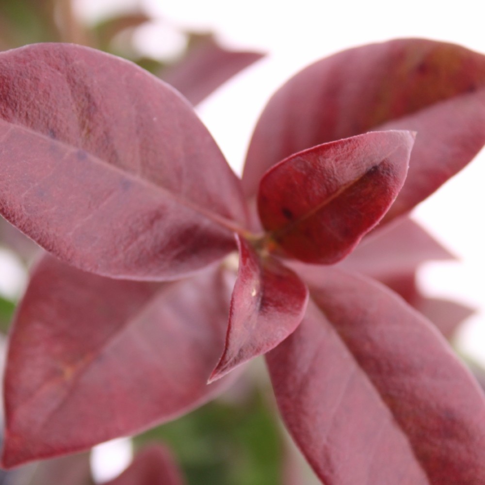 Picture of Trachelospermum 'Winter Ruby'