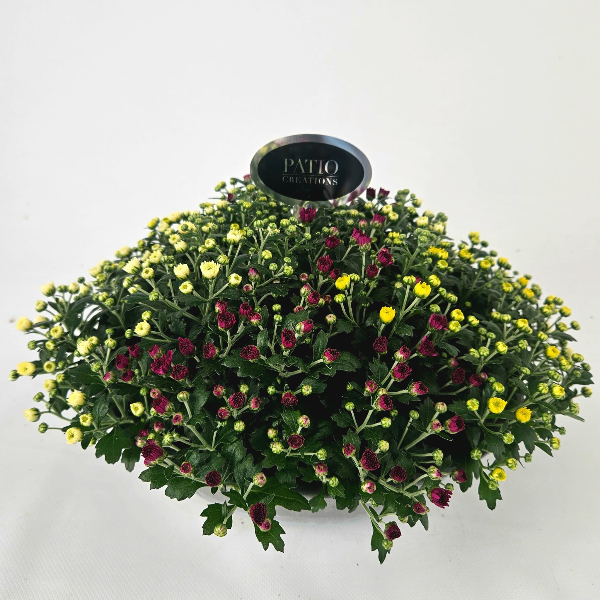 Chrysanthemum CHR602 Chrysanthemum mixlaag zinkschaal