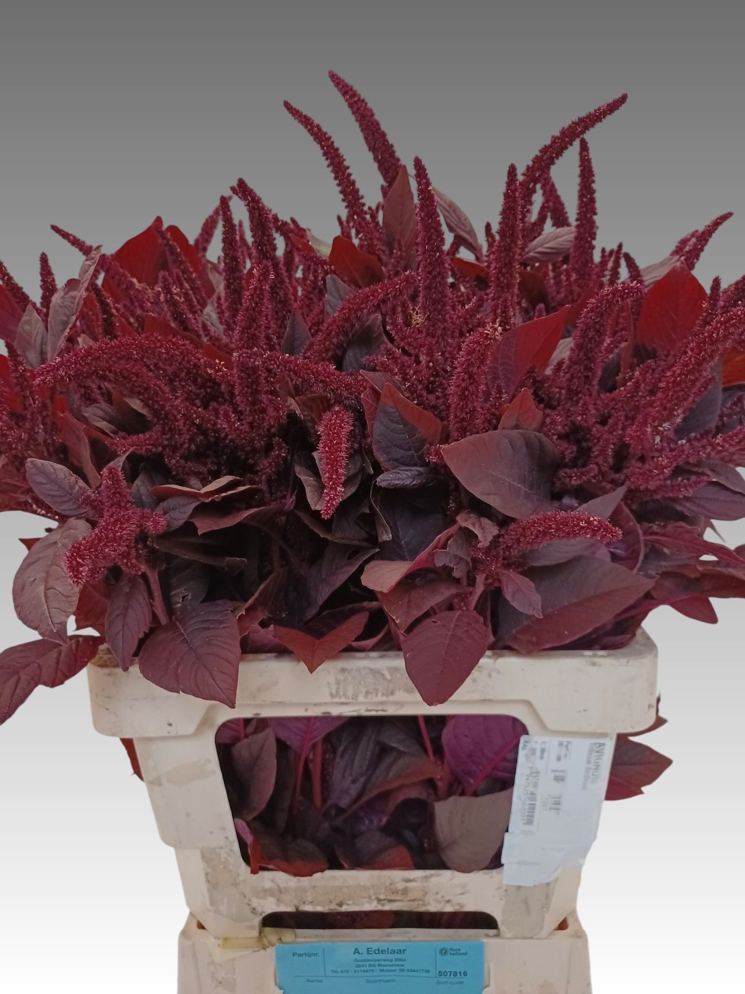 Amaranthus Upright Gruen Velvet