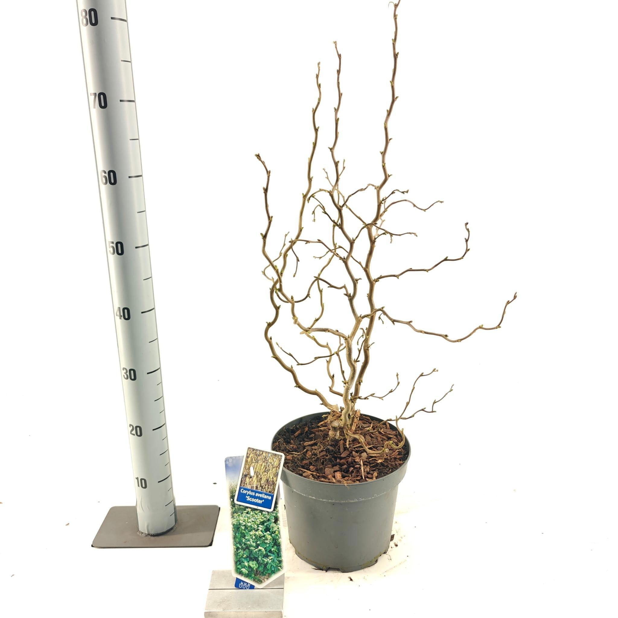 Picture of Corylus avellana 'Scooter'