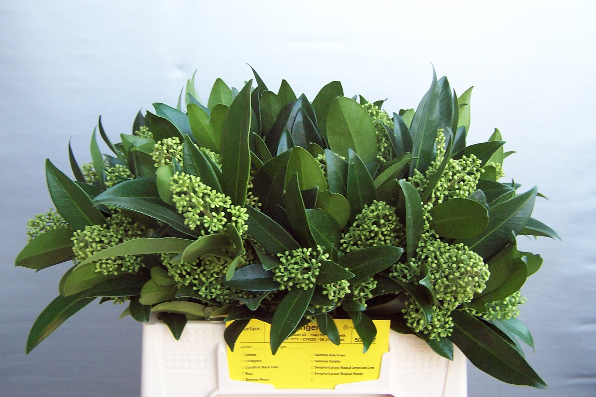 Skimmia Confusa Kew Green 35cm